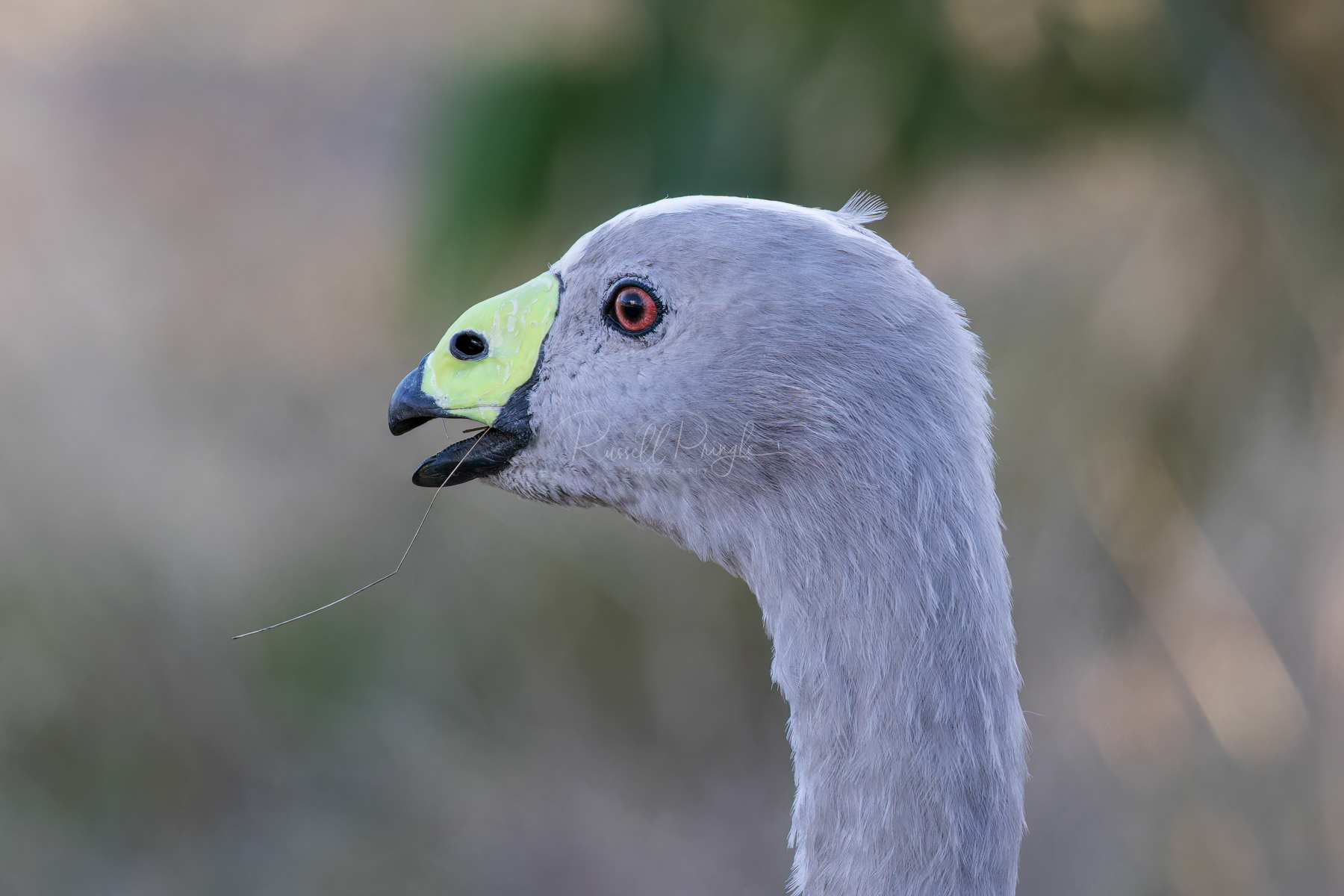 Cape Barron Goose