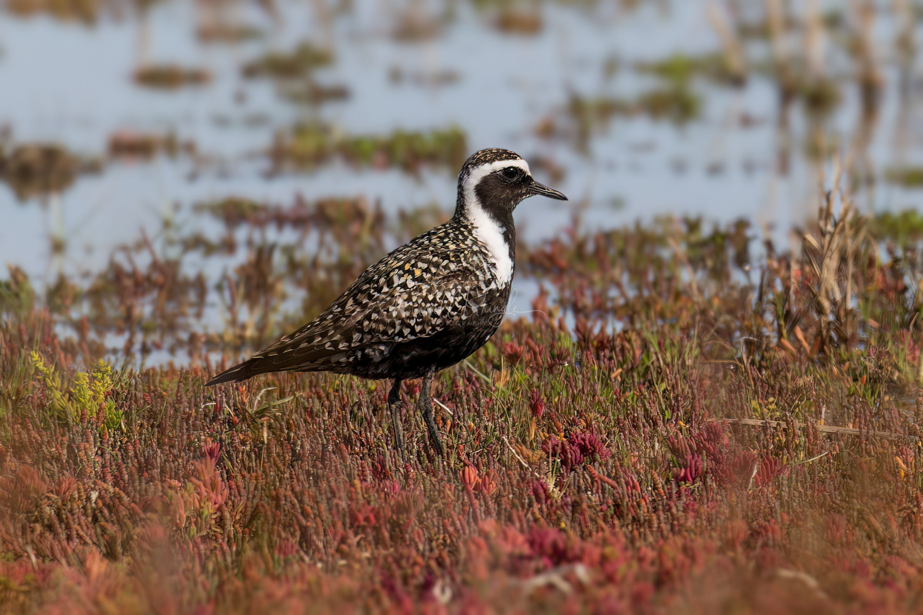 American Golden Plover