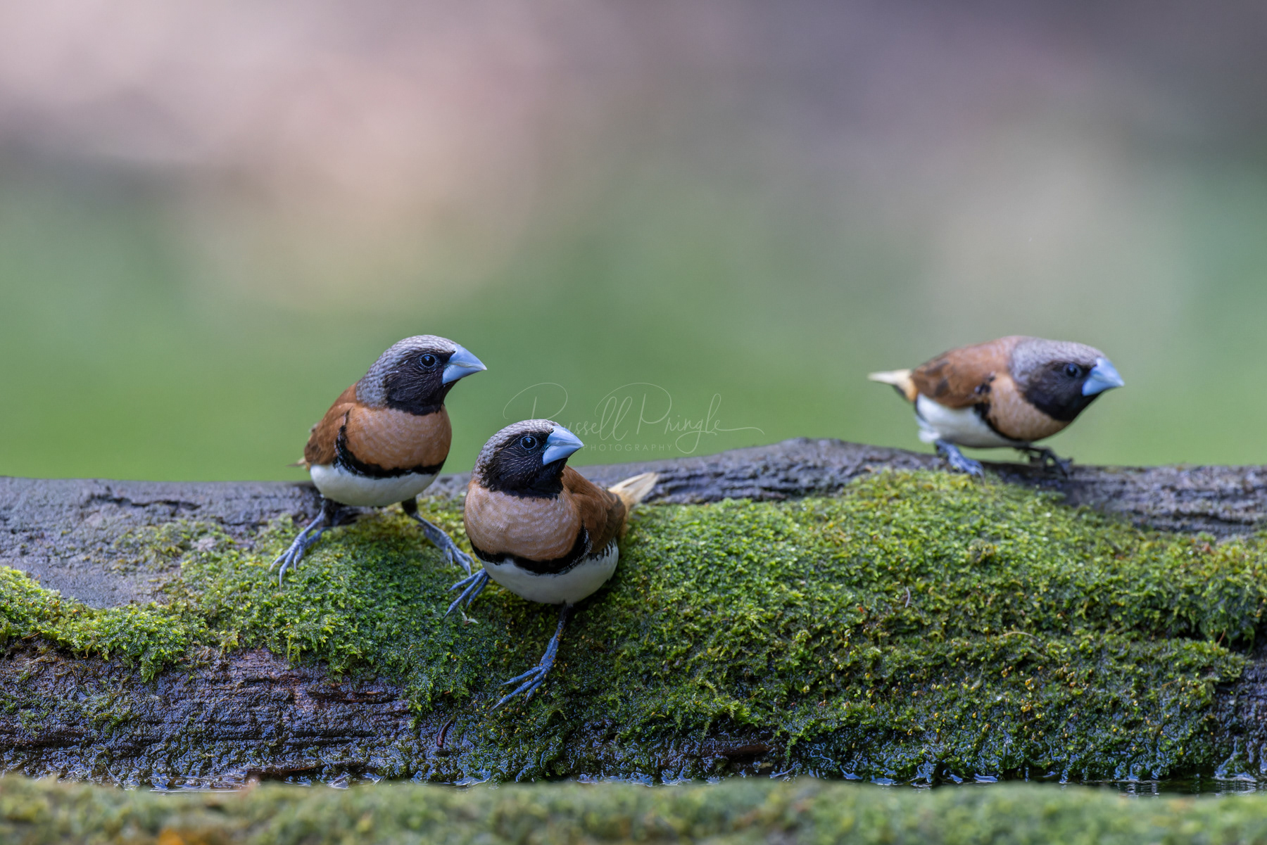 Chestnut-breasted Mannikin