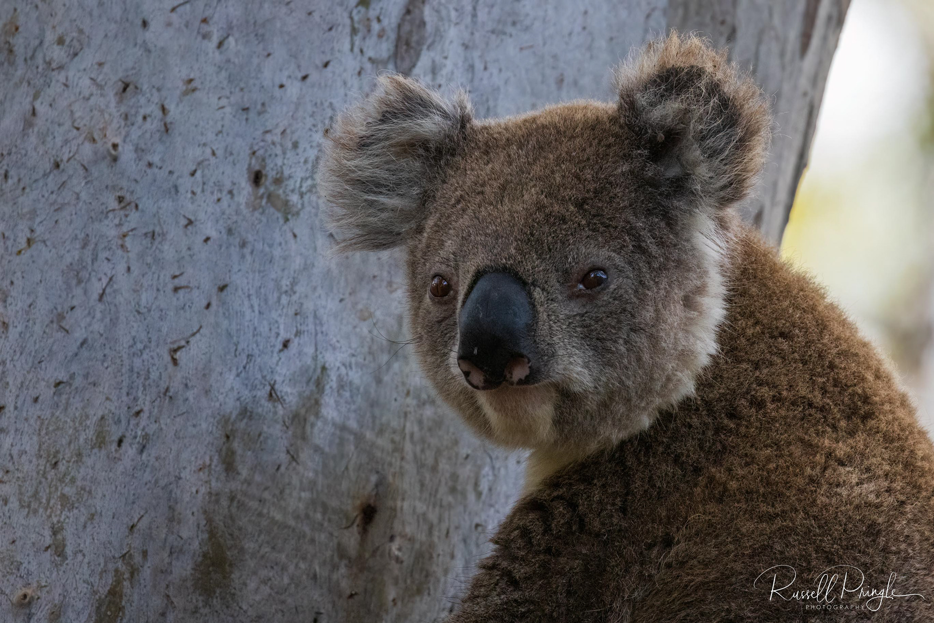 Koala