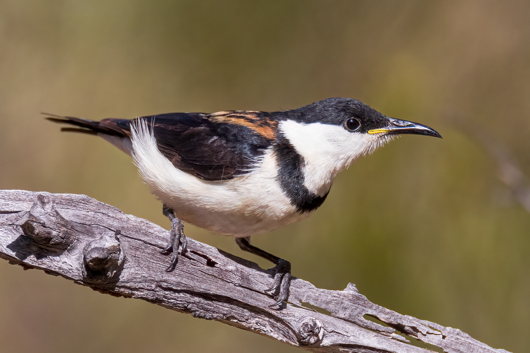 Banded Honeyeater (male)