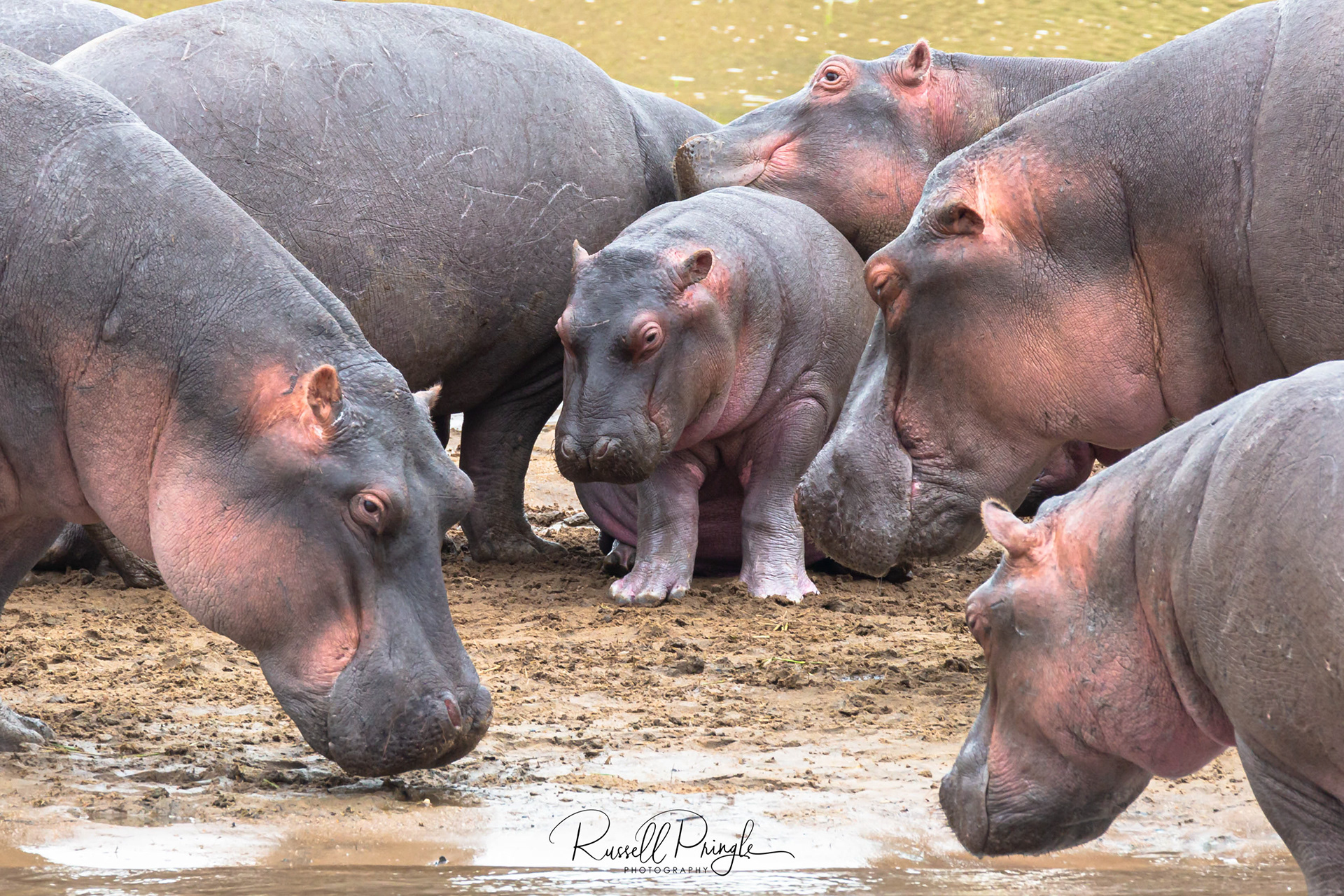 Hippos-Serengeti