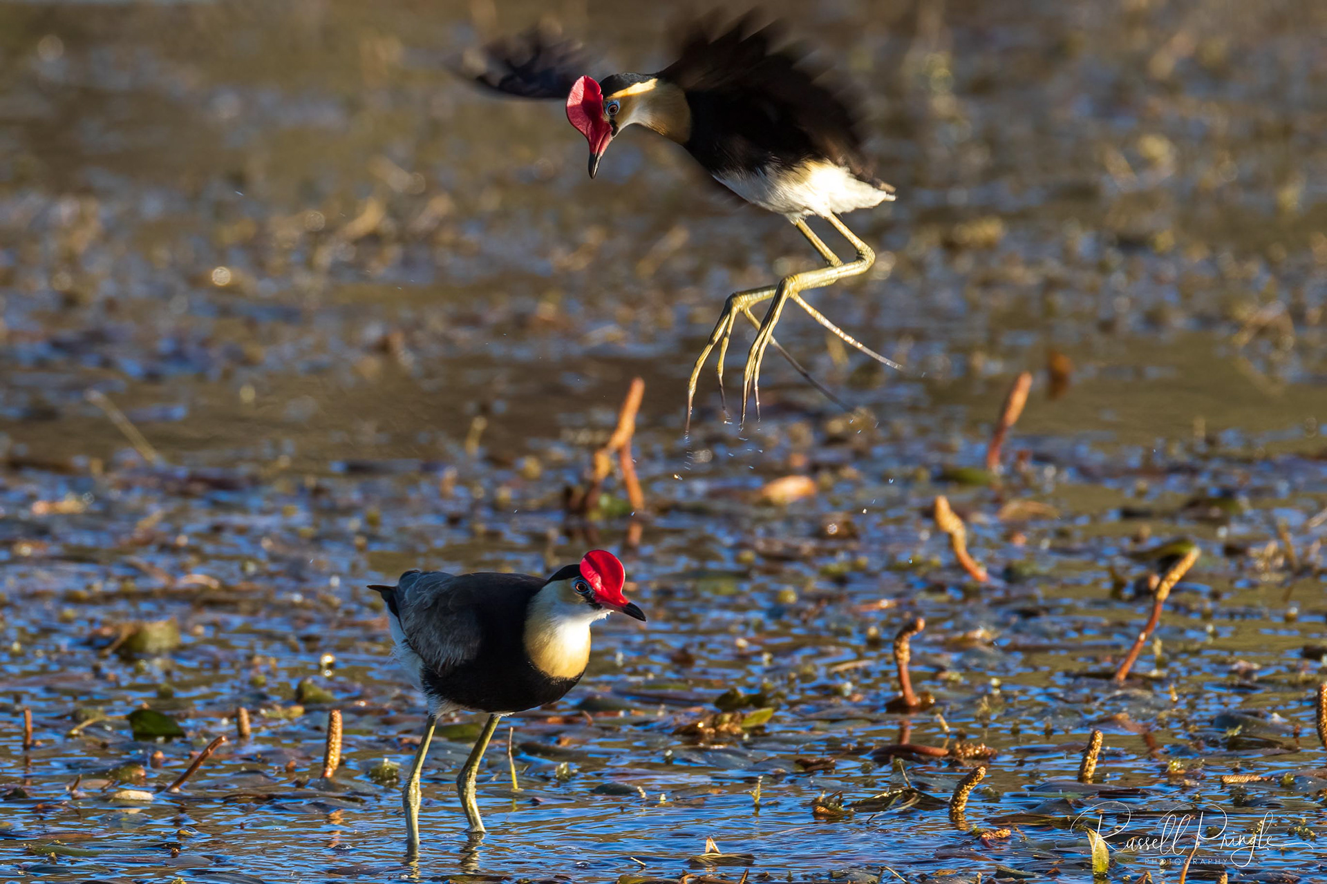 Comb-crested Jacana's