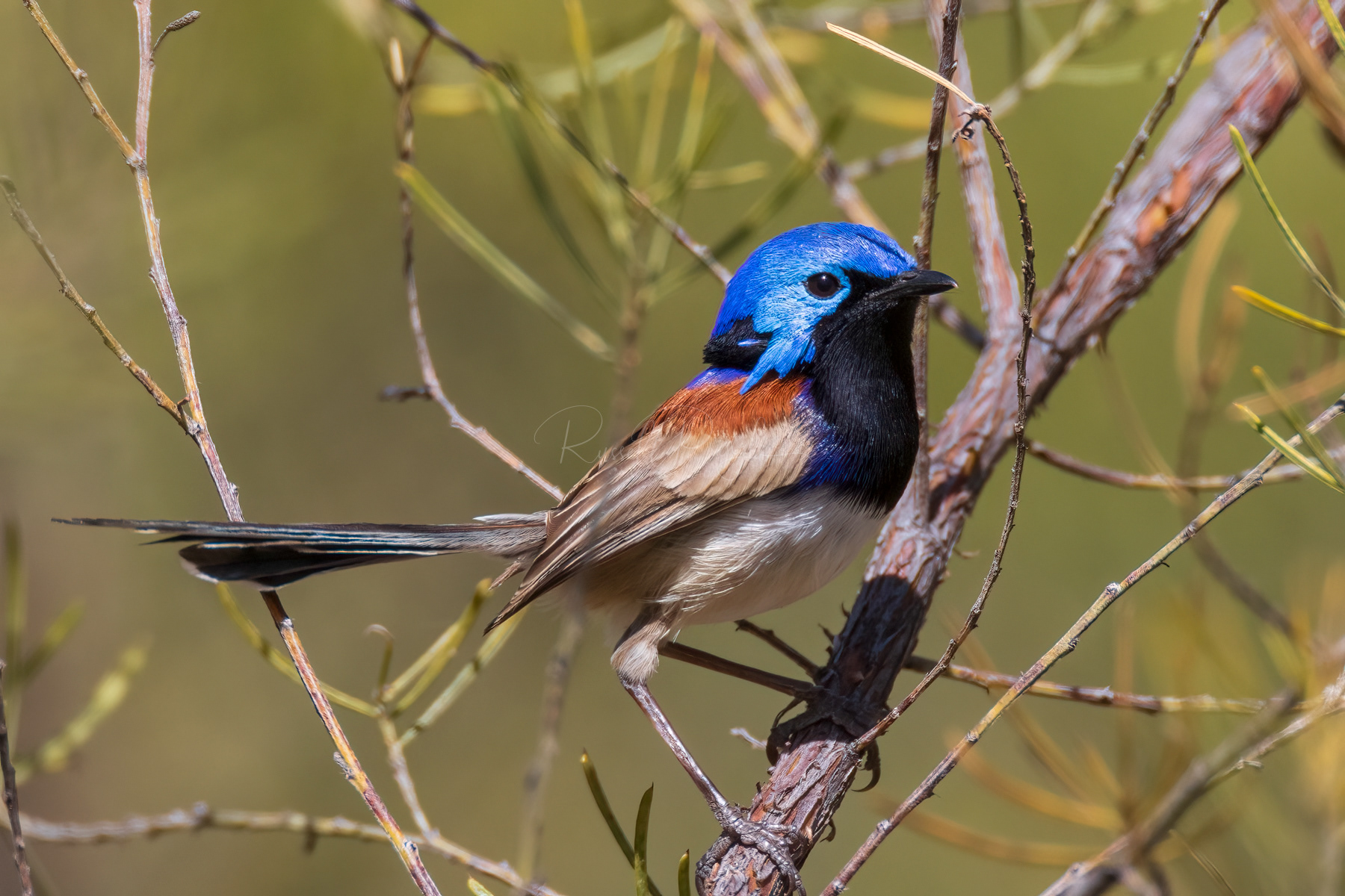 Purple-backed Fairywren (male)