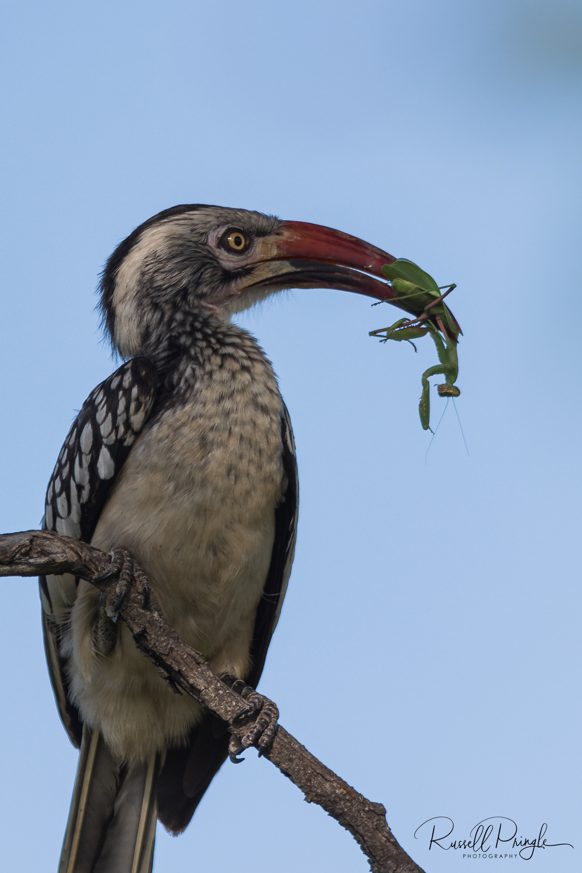 Red-billed Hornbill