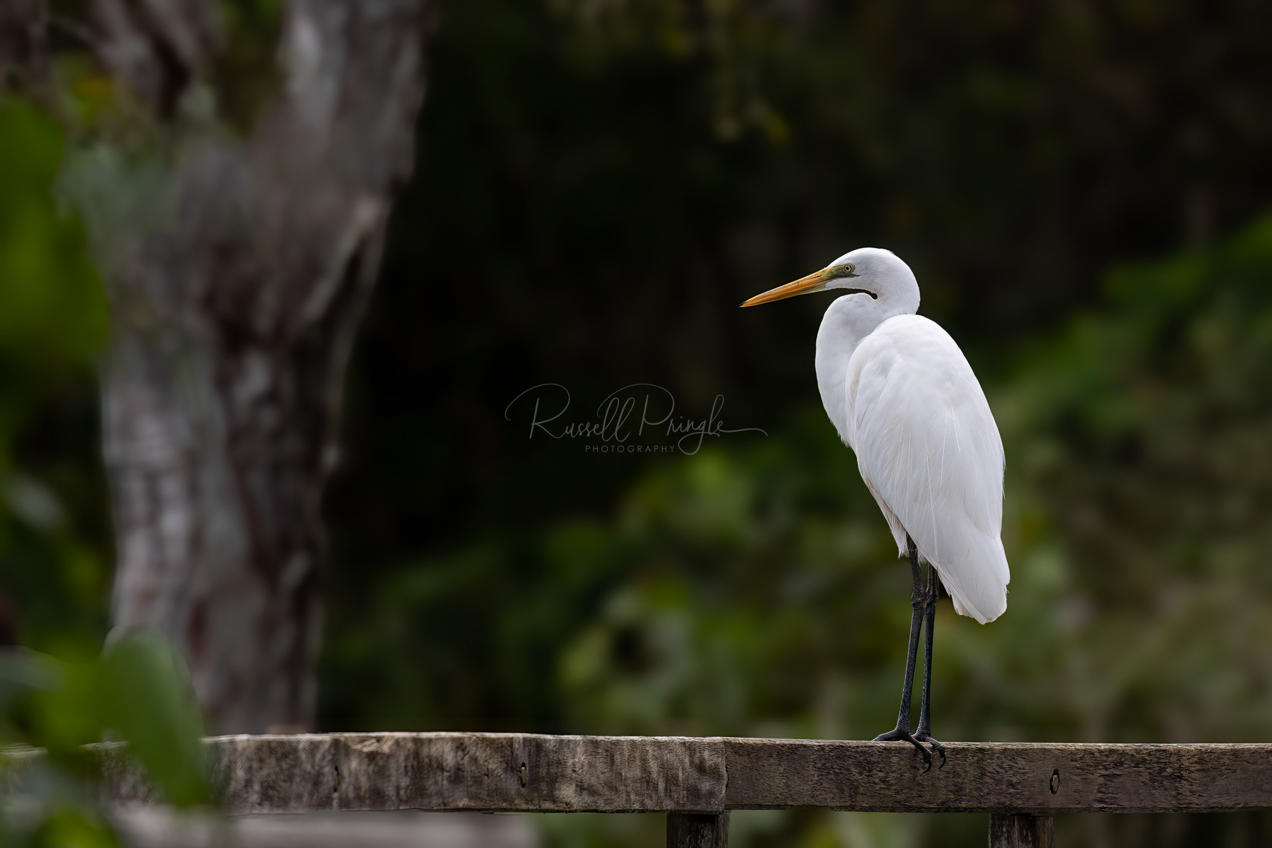 Great Egret