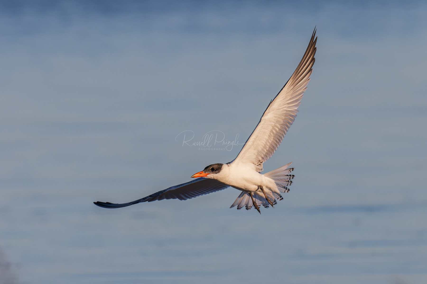 Caspian Tern (non breeding)