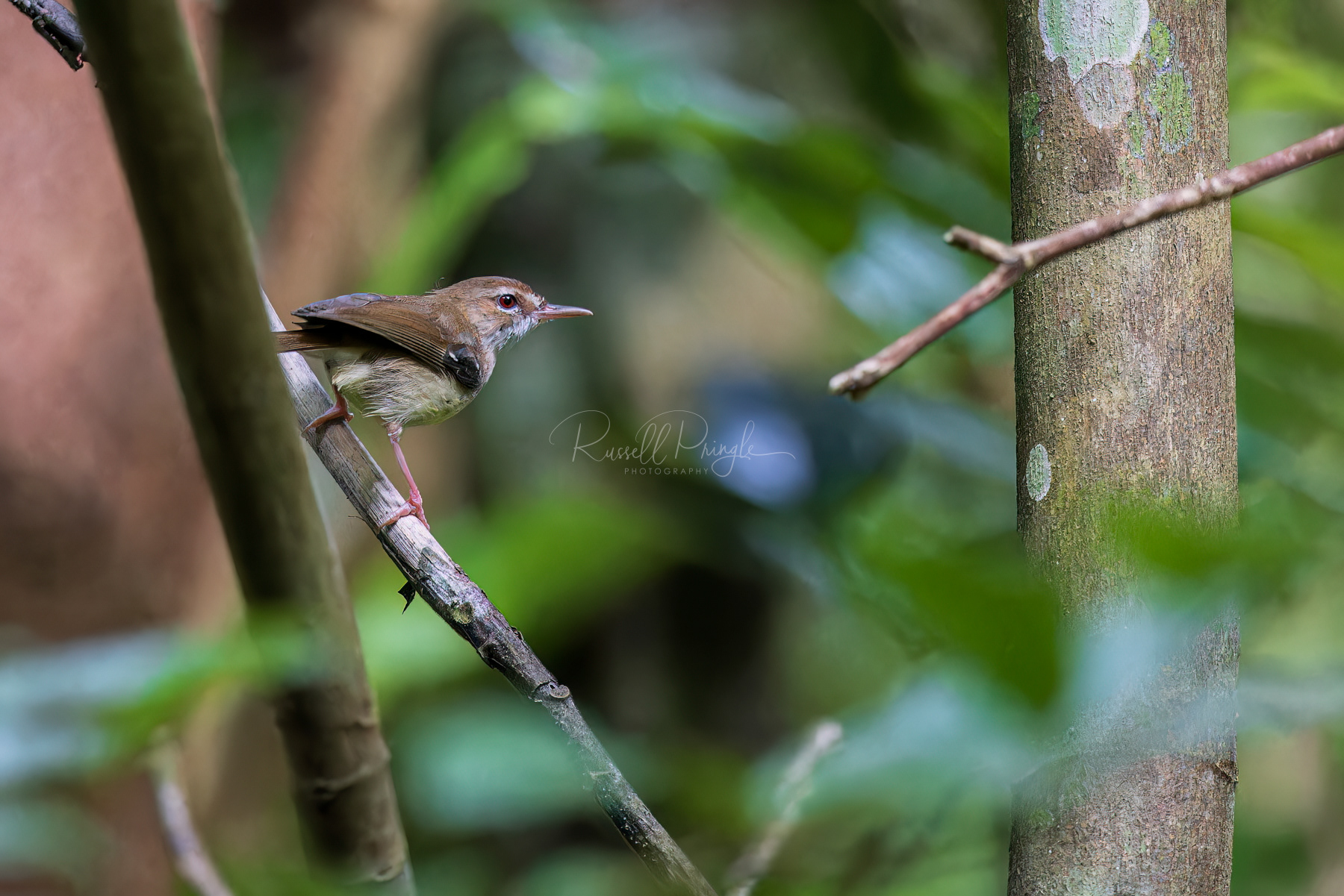 Tropical Scrubwren