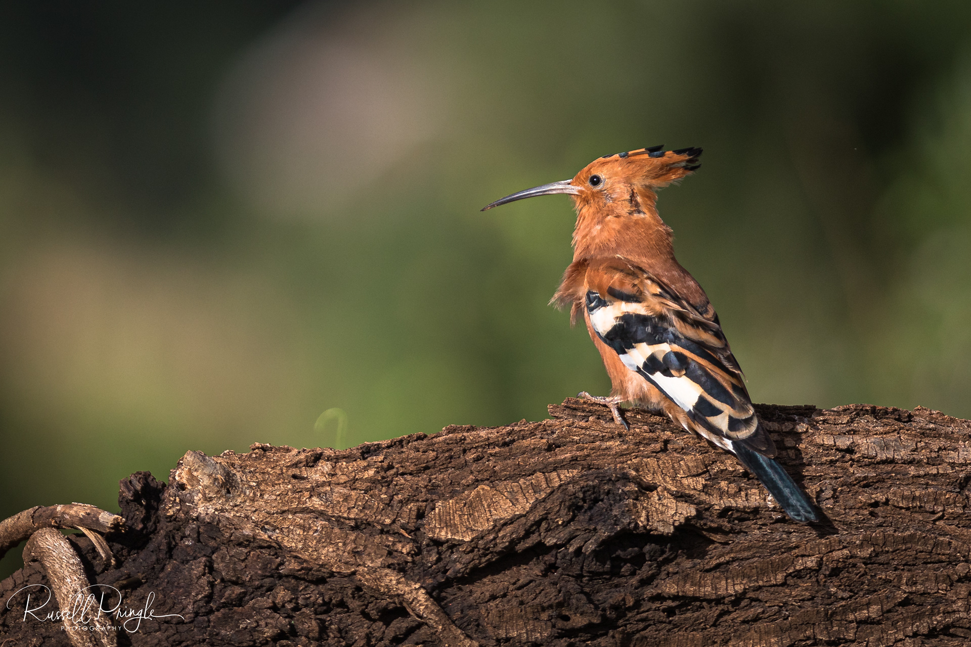 African Hoopoe