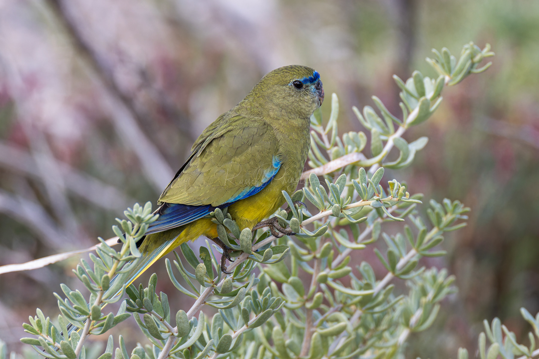 Rock Parrot