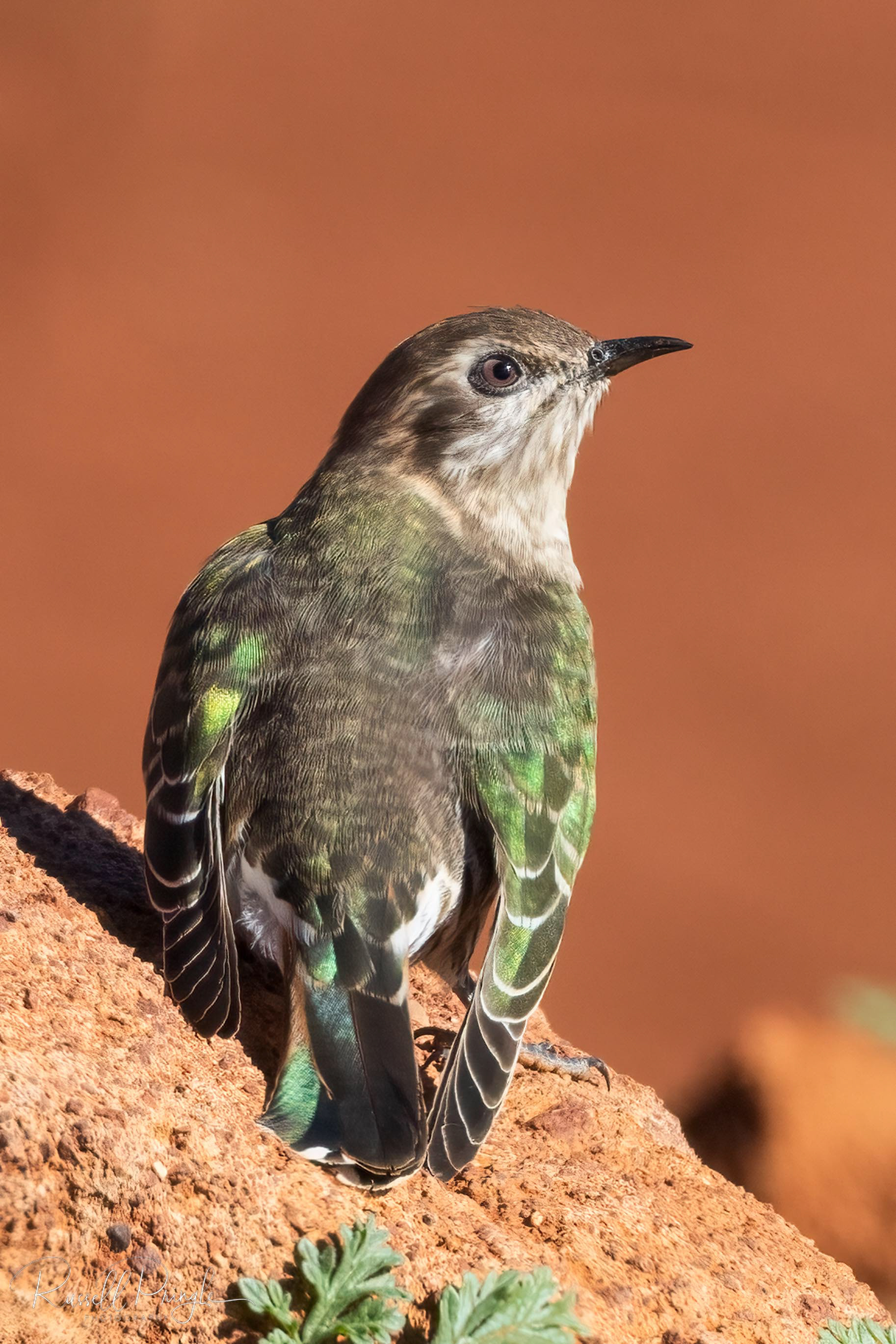 Horsfield's Bronze-Cuckoo