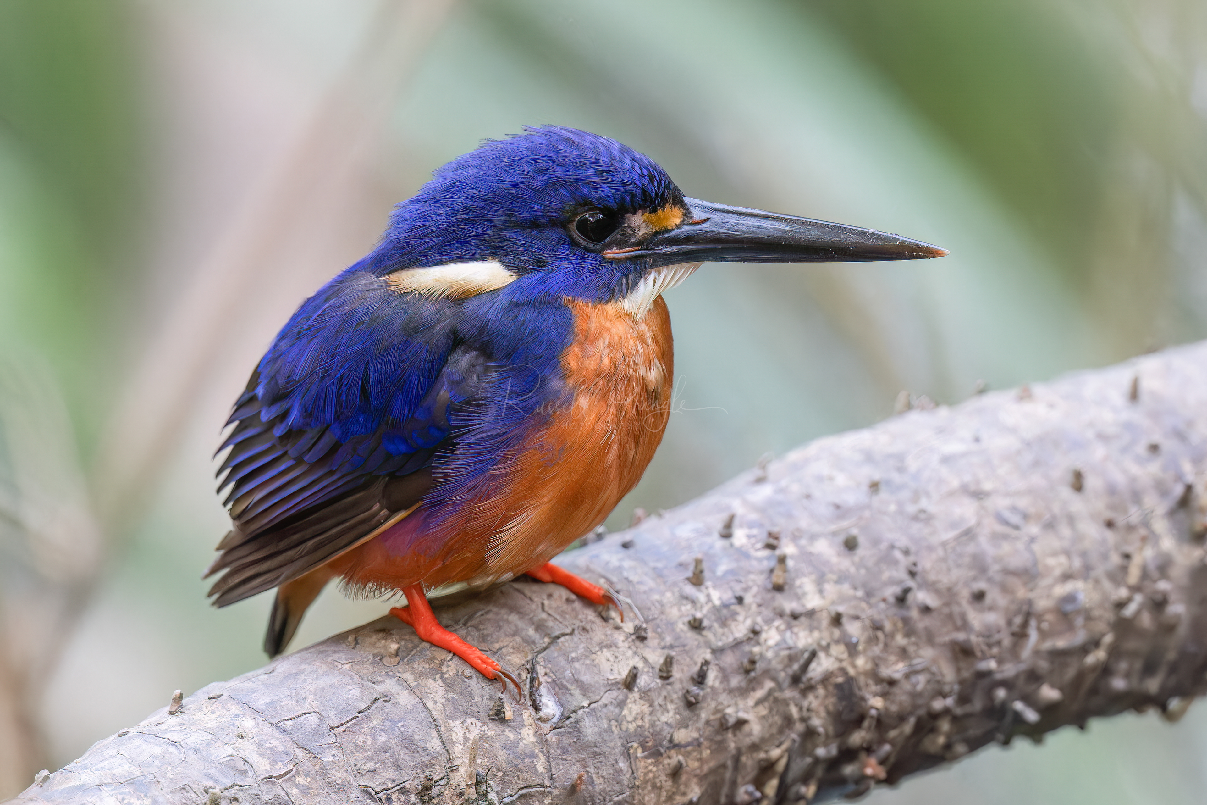Azure Kingfisher