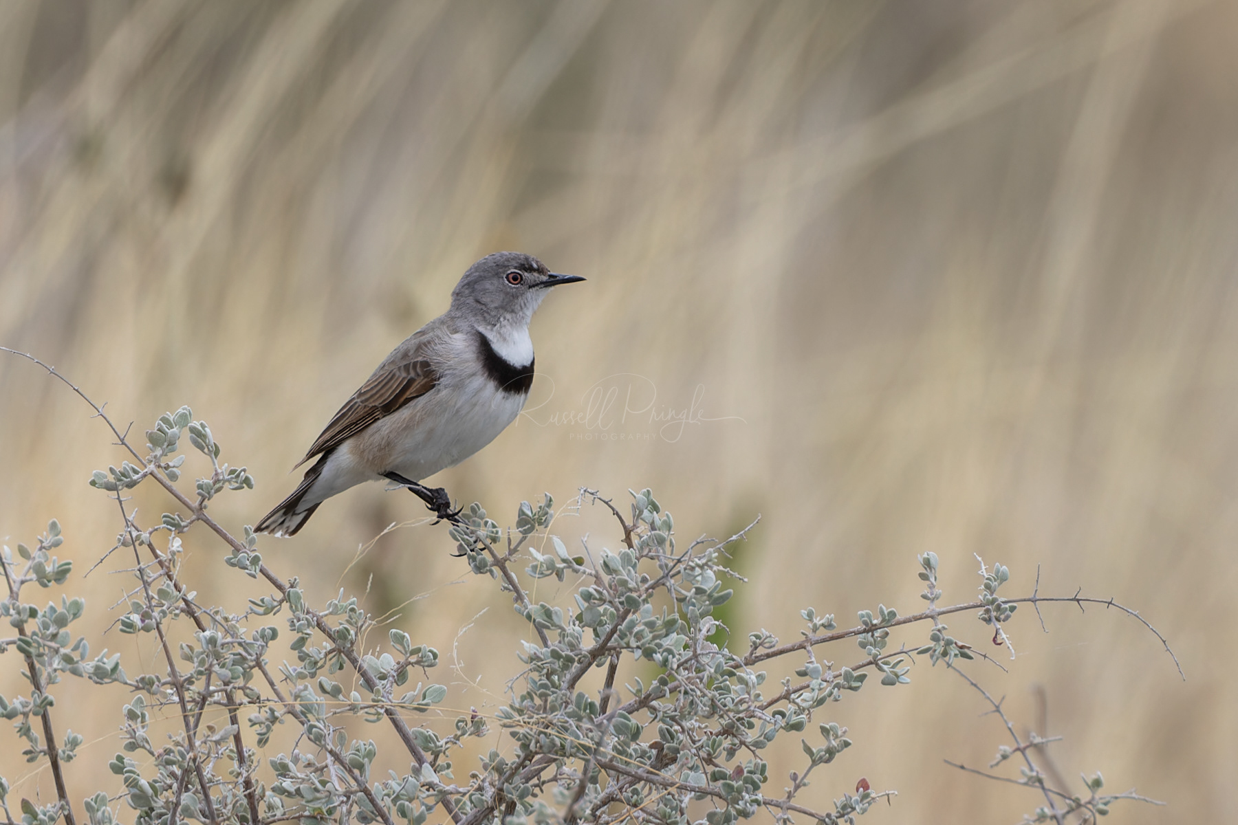 White-fronted Chat (female)