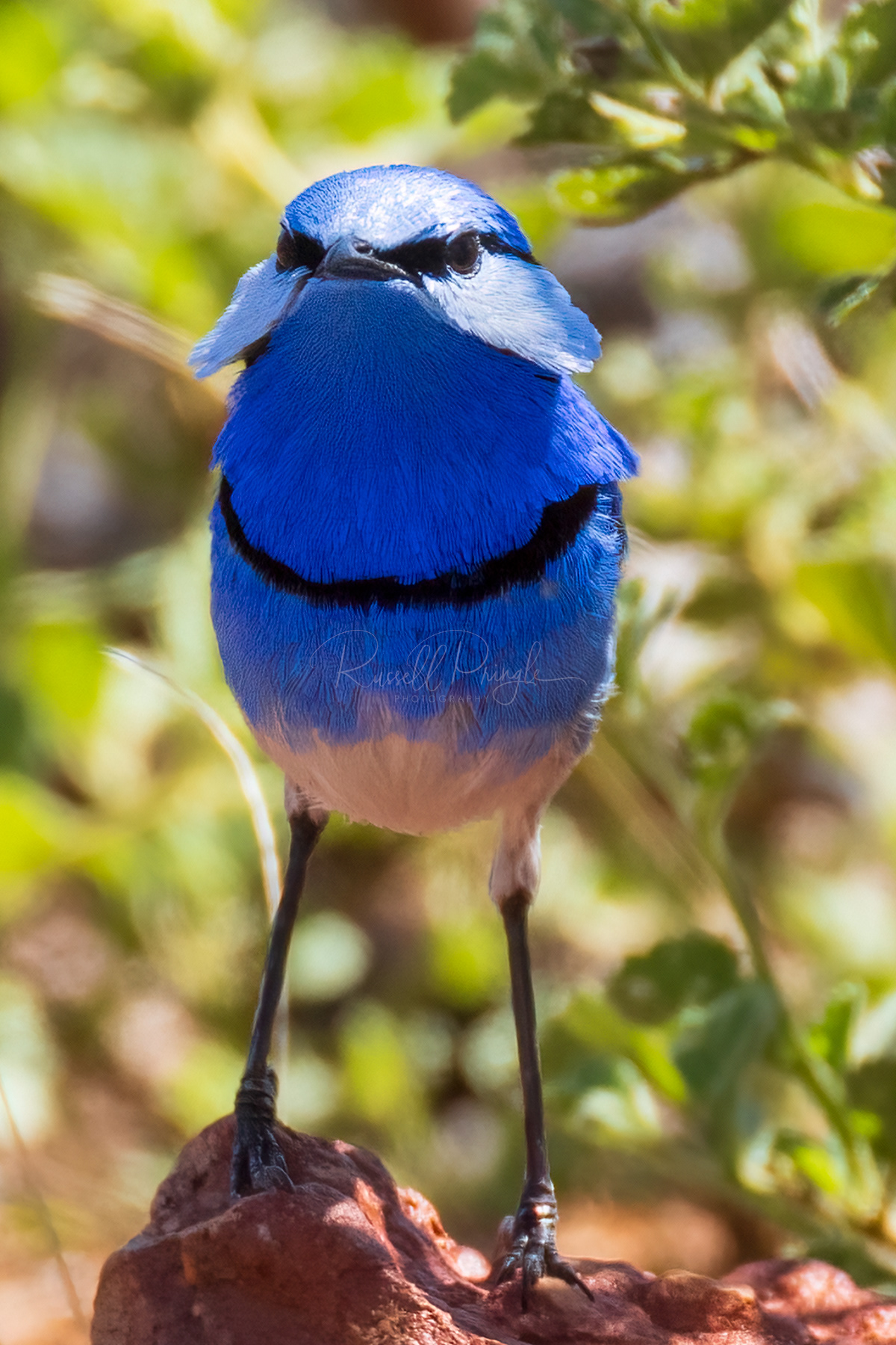 Splendid Fairywren (male)
