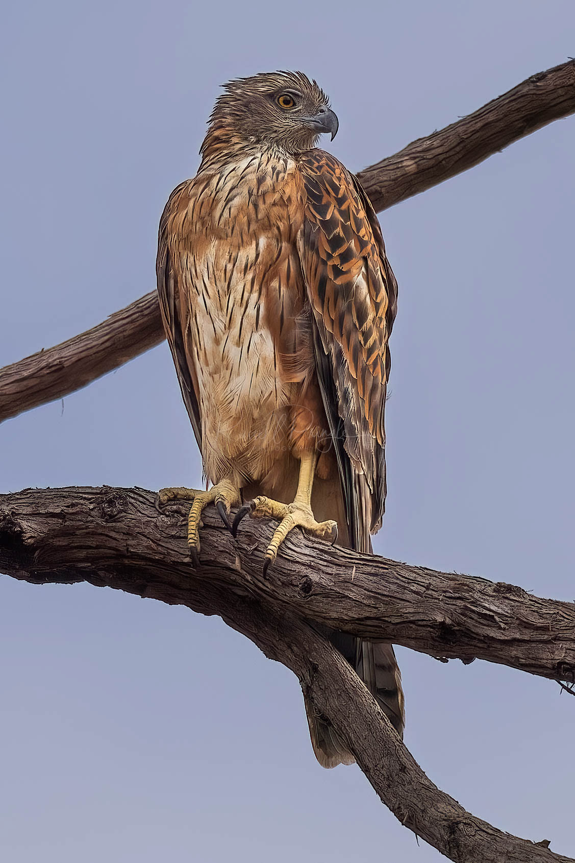 Red Goshawk (female)