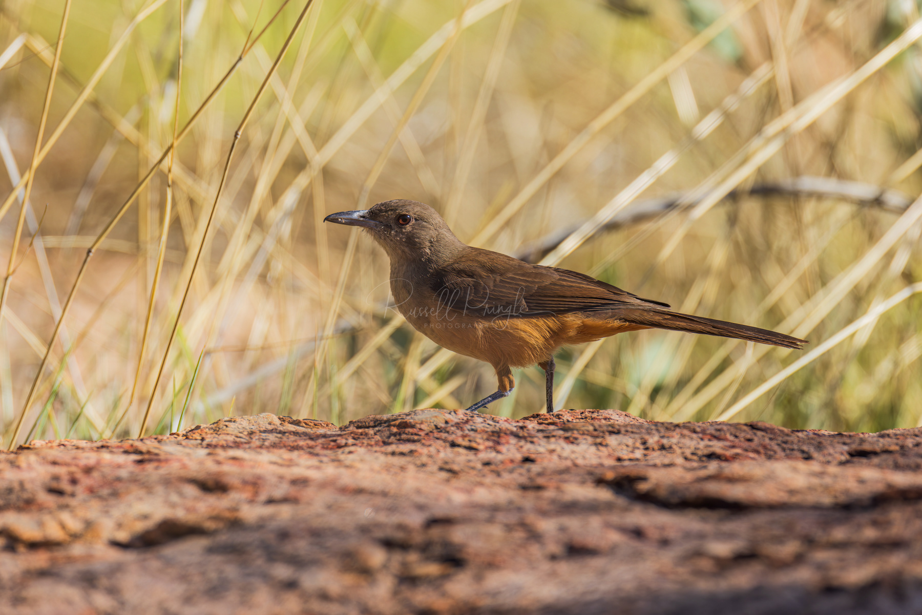 Sandstone Shrikethrush