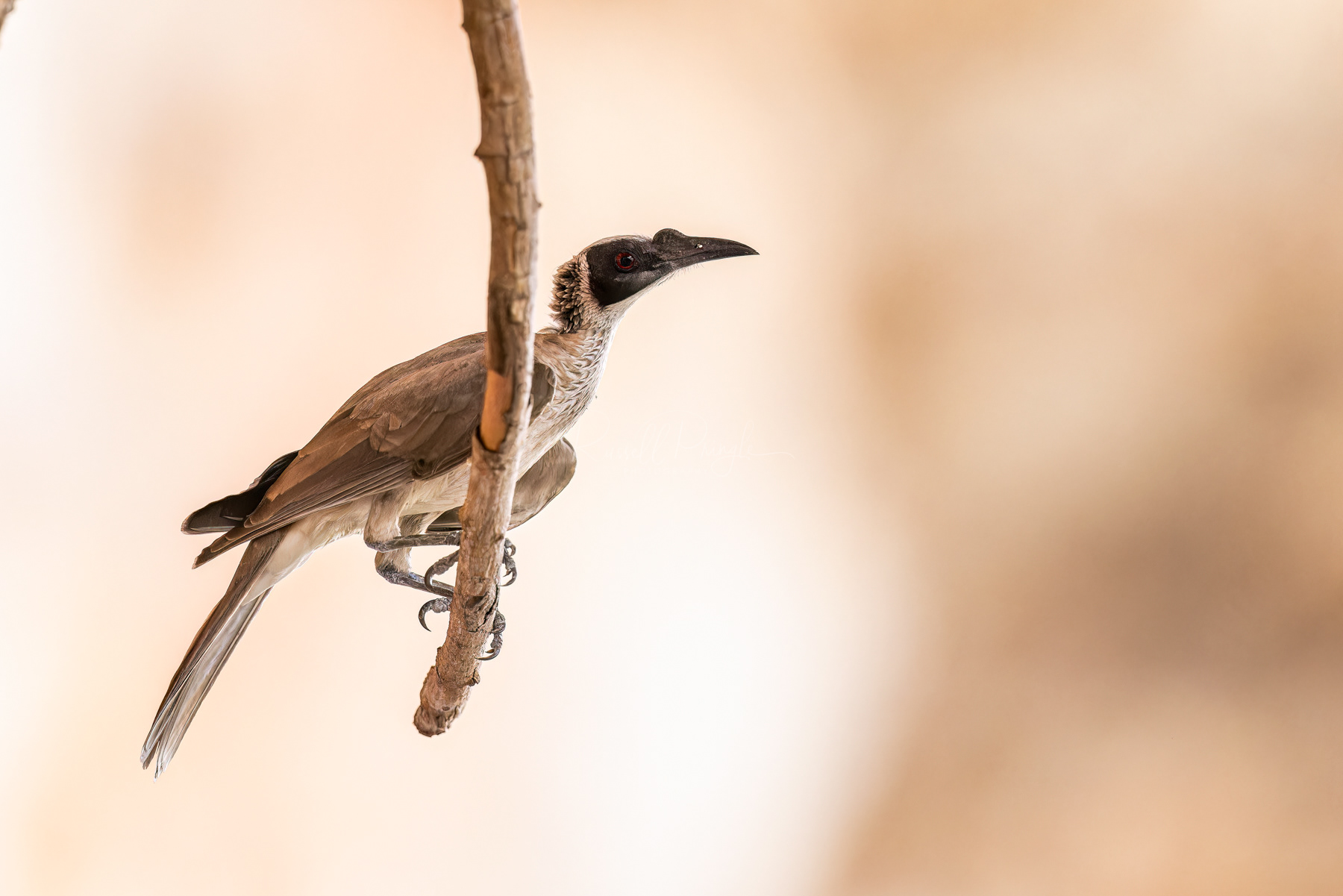 Silver-crowned Friabird