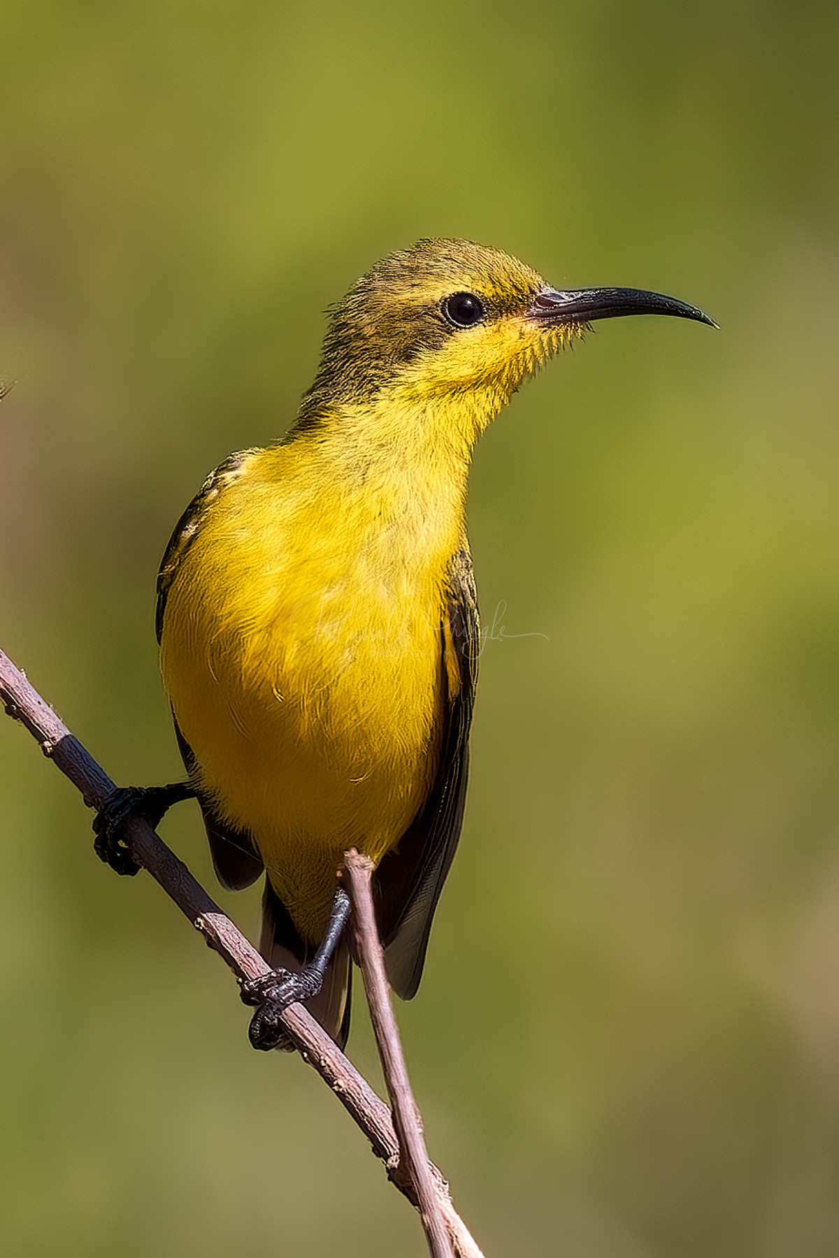 Sahul Sunbird (female)