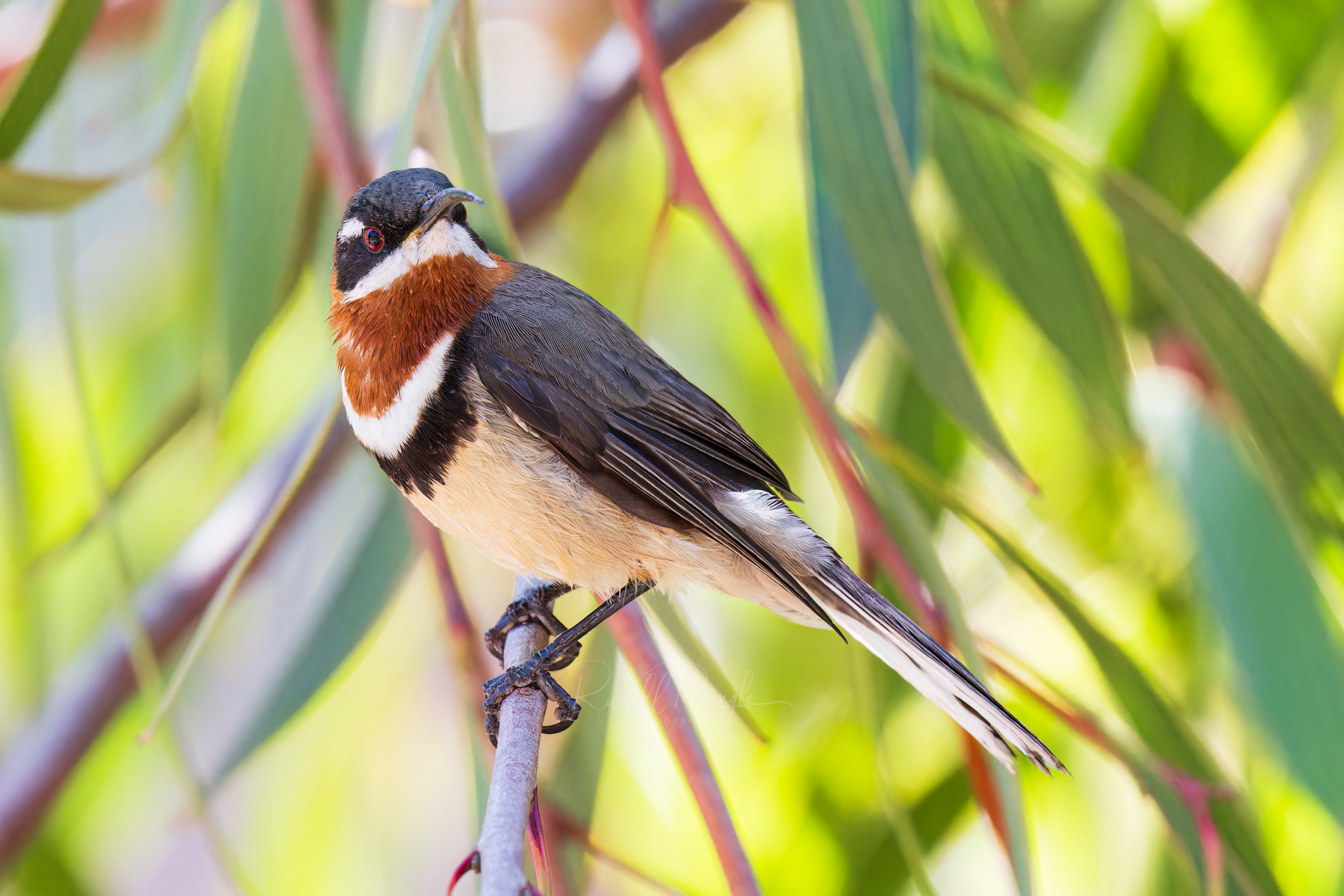 Western Spinebill (male)
