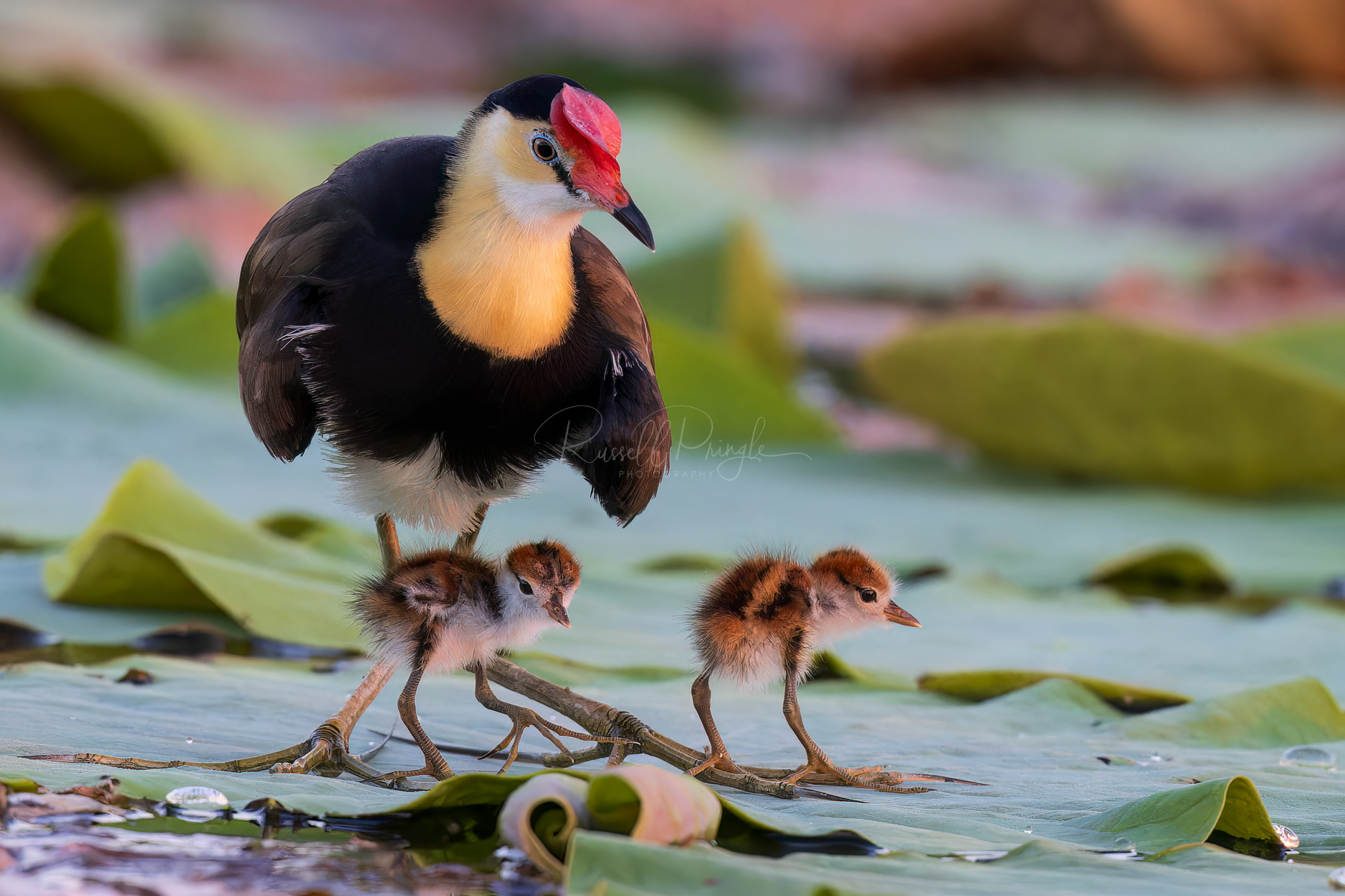 Comb-created Jacana
