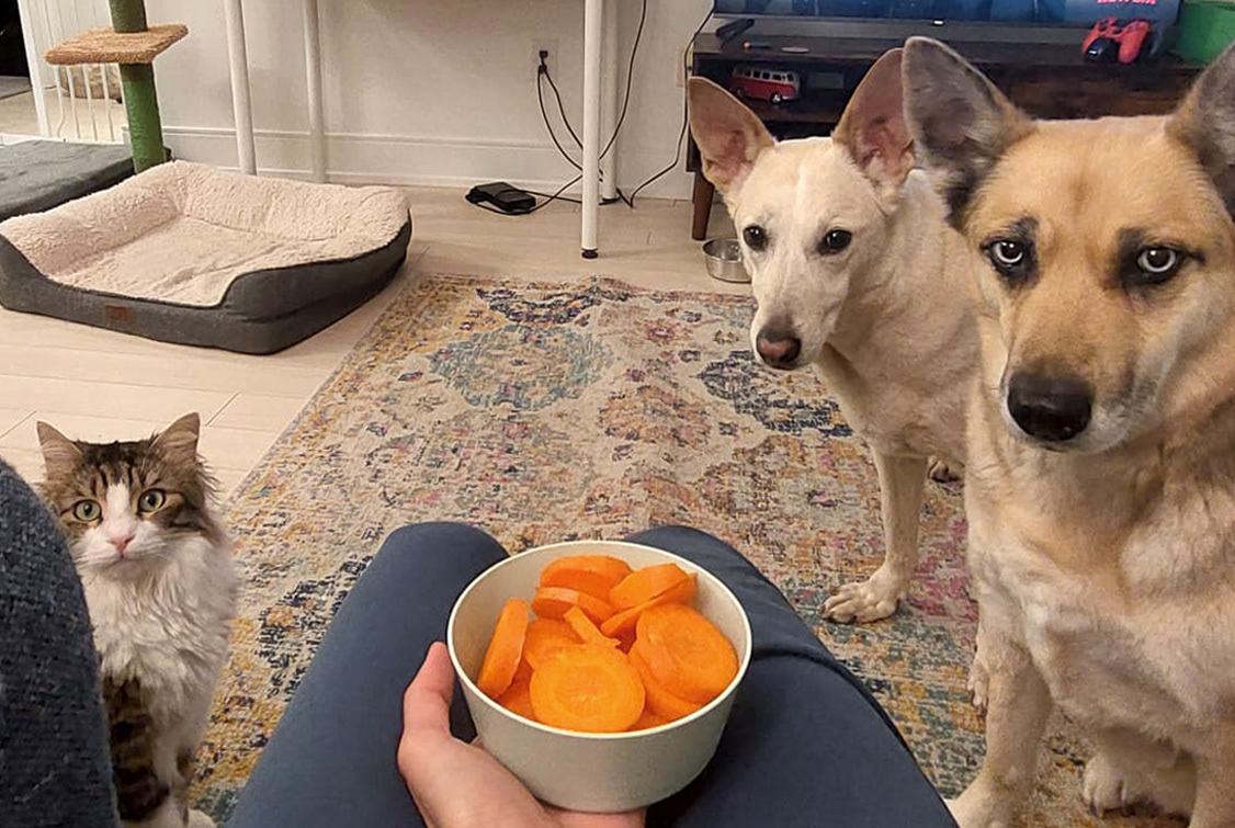 Picture of 2 dogs and a cat looking at carrots