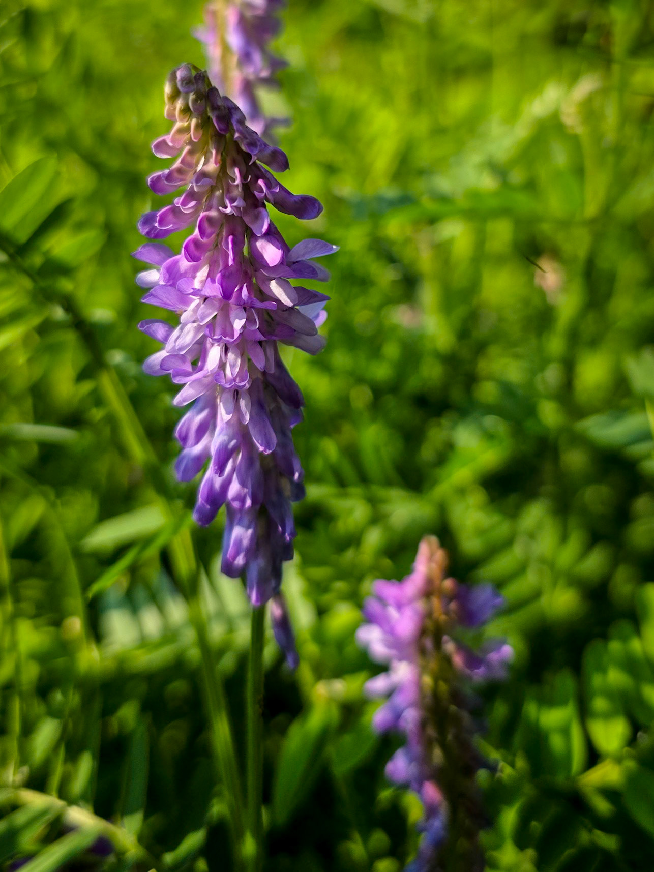 vetch
