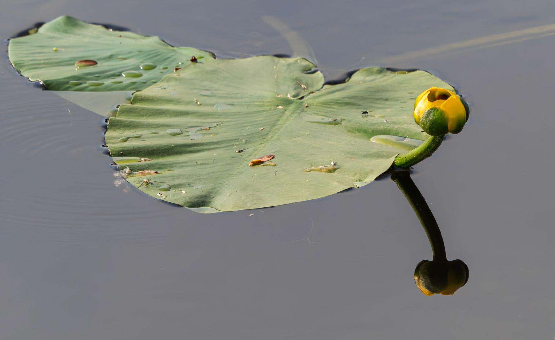 yellow waterlily