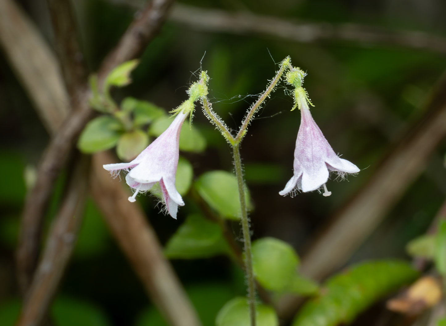 Twin flower