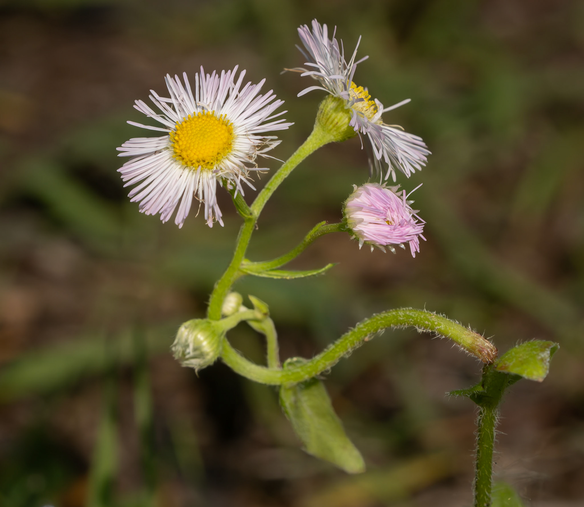 Fleabane