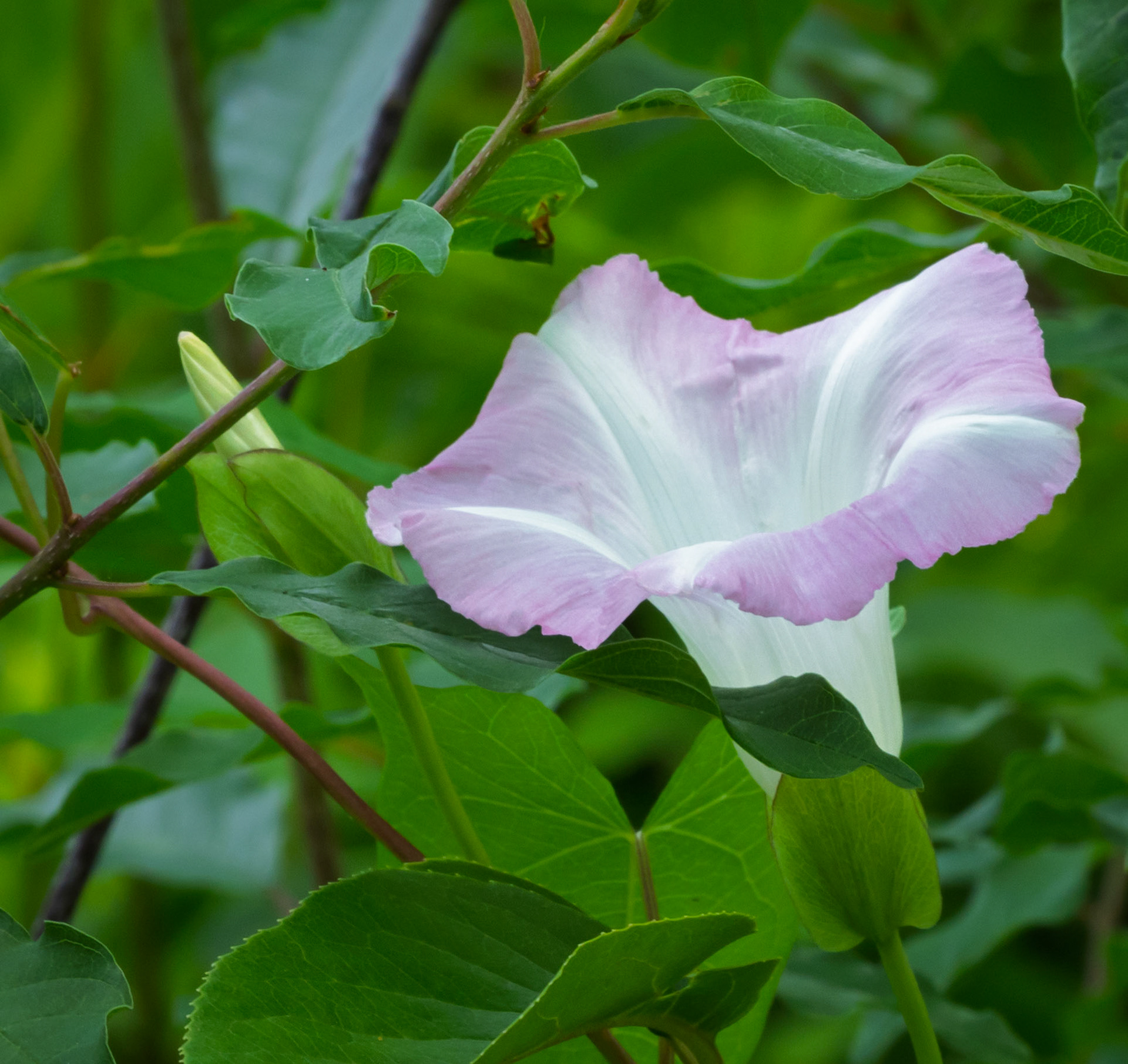 Morning glory/bindweed