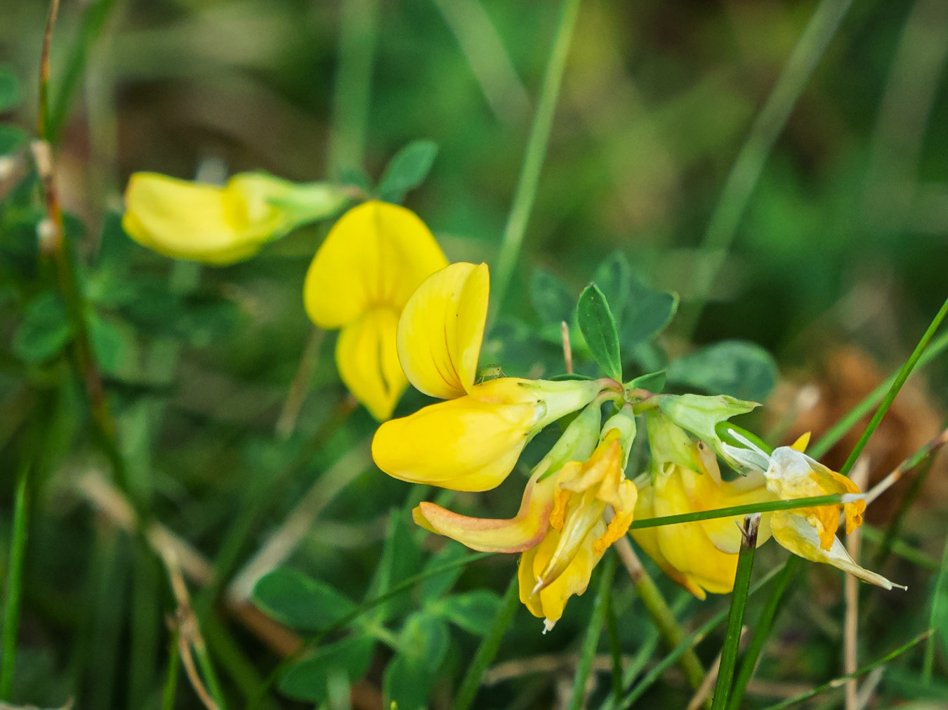 Bird's foot trefoil