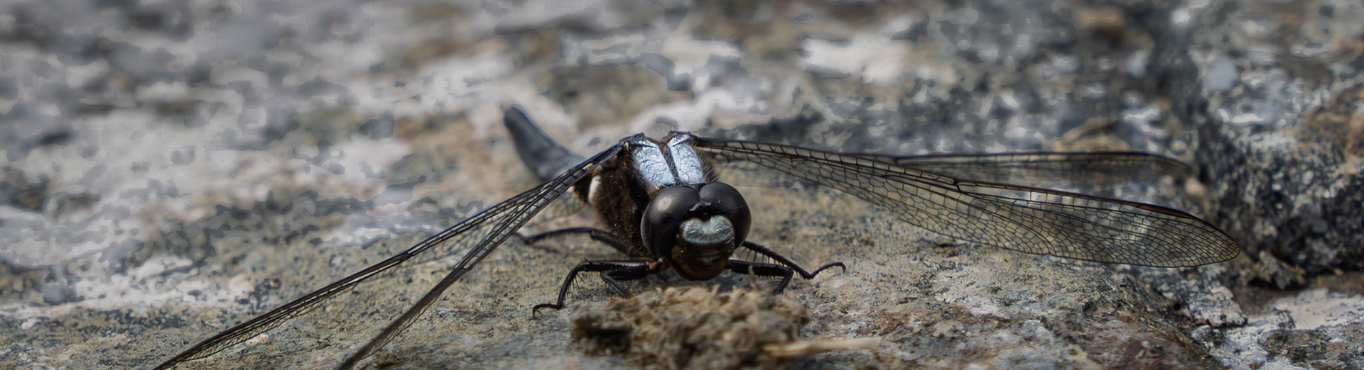 Chalk-fronted Corporal