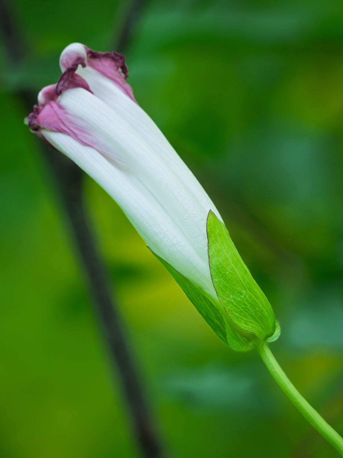 Morning glory/bindweed