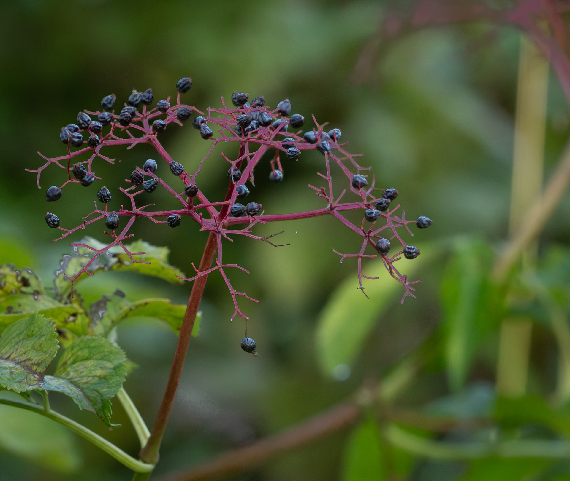 Elderberry