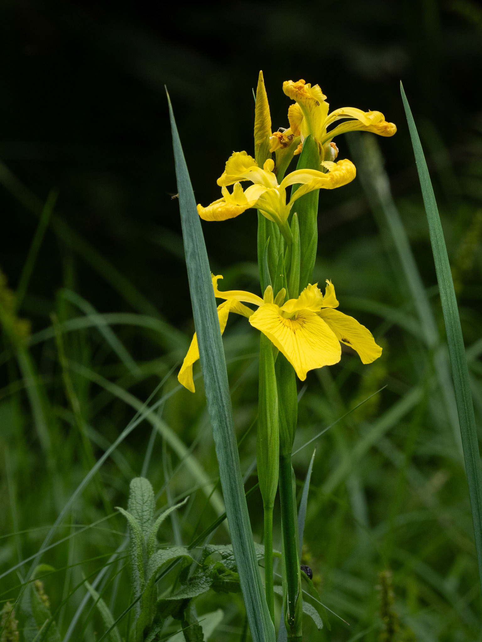 Yellow iris