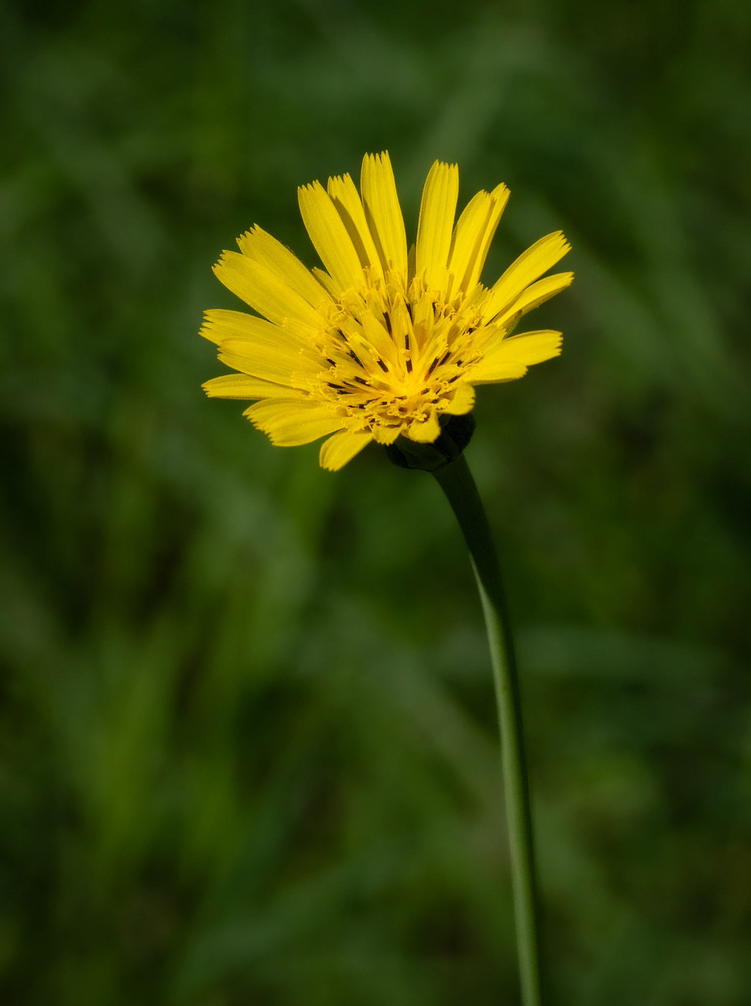 Goatsbeard