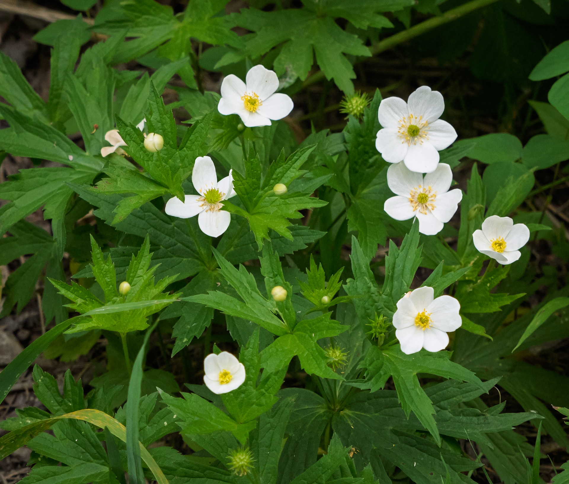 Anemone