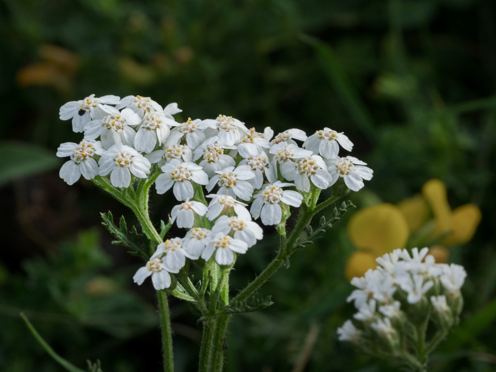 Yarrow