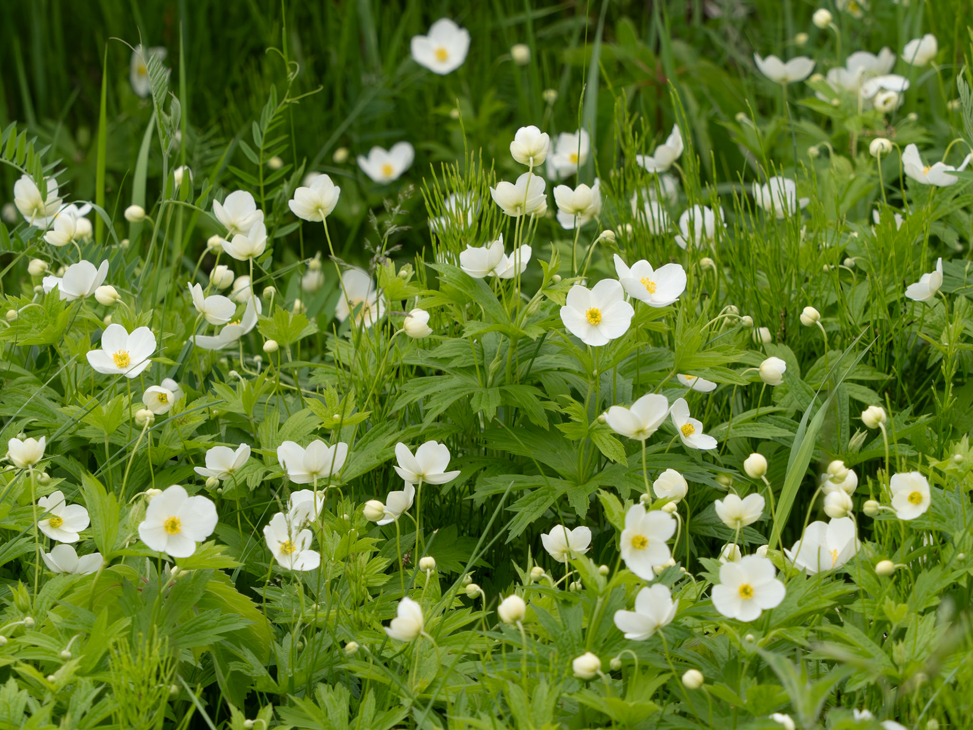 Anemone