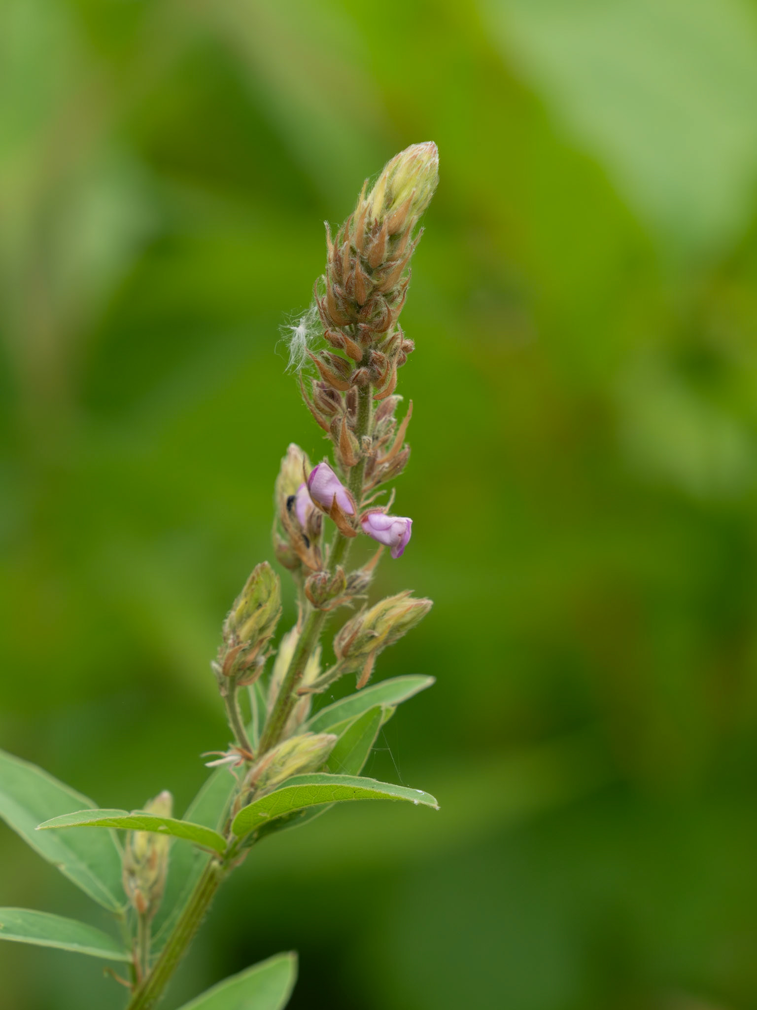 Showy tick trefoil