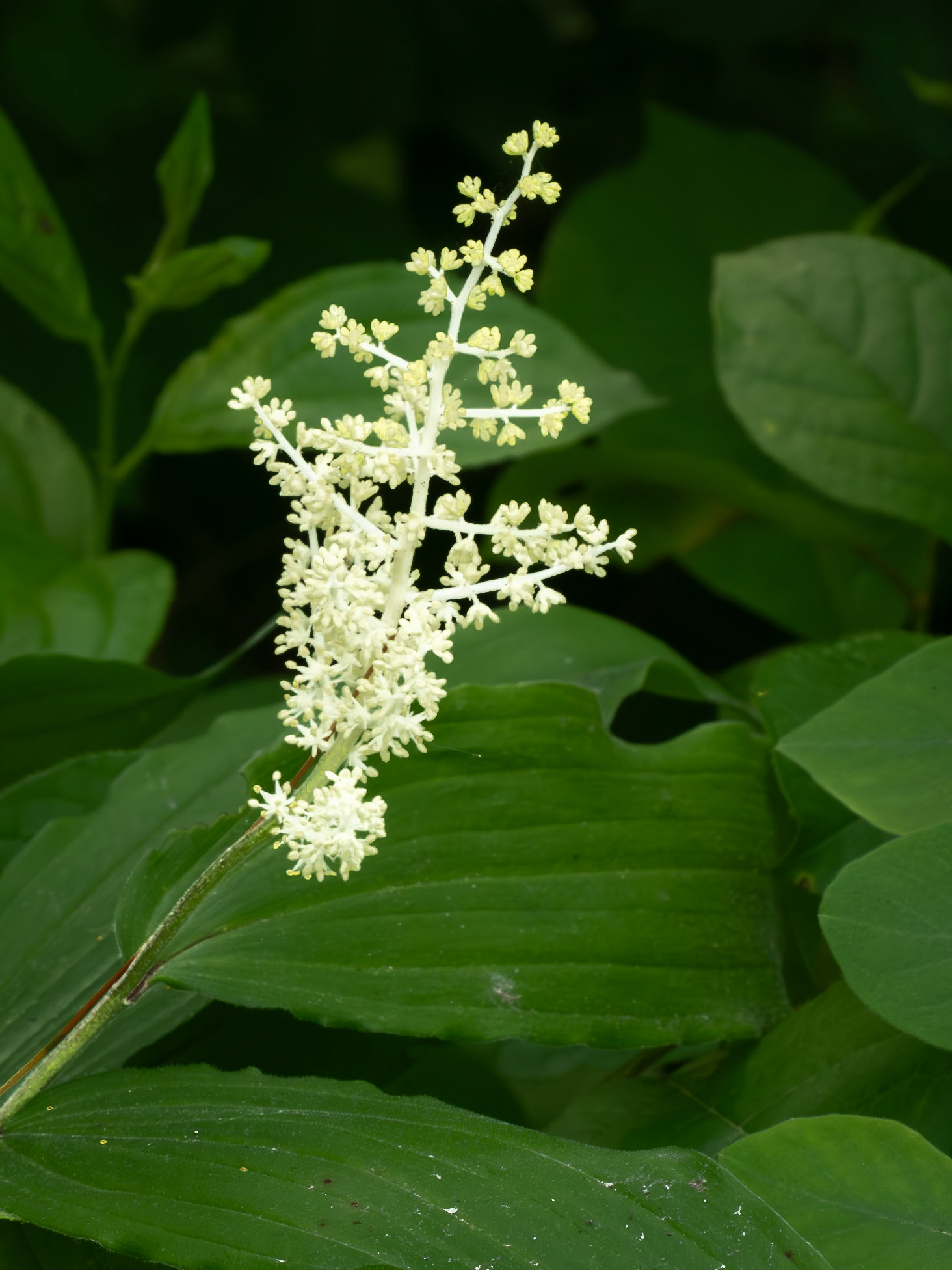 False solomon seal
