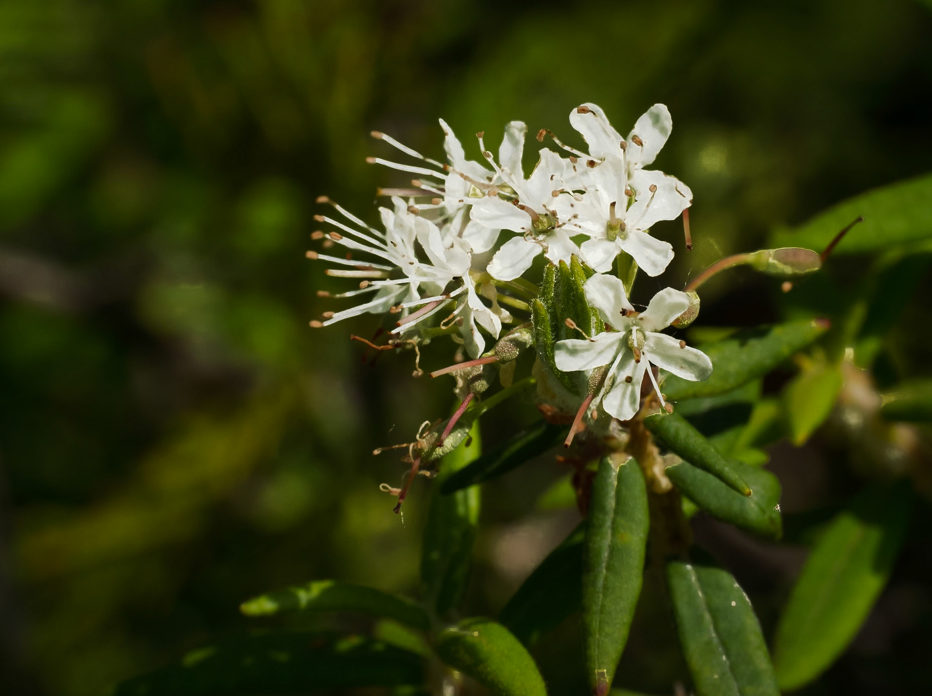 Labrador tea