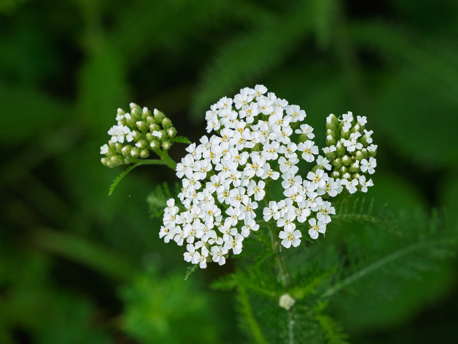 Queen Anne's Lace