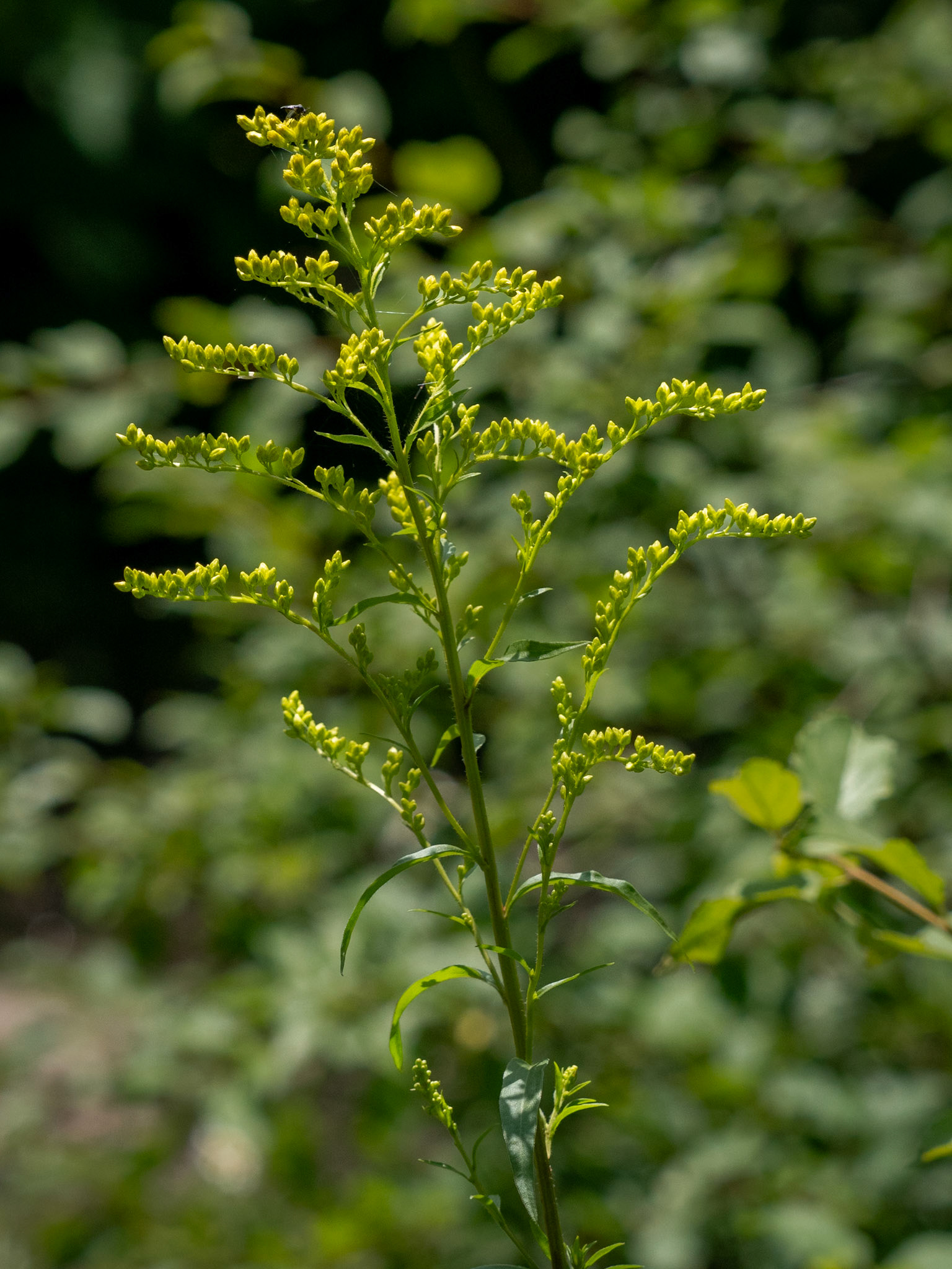goldenrod