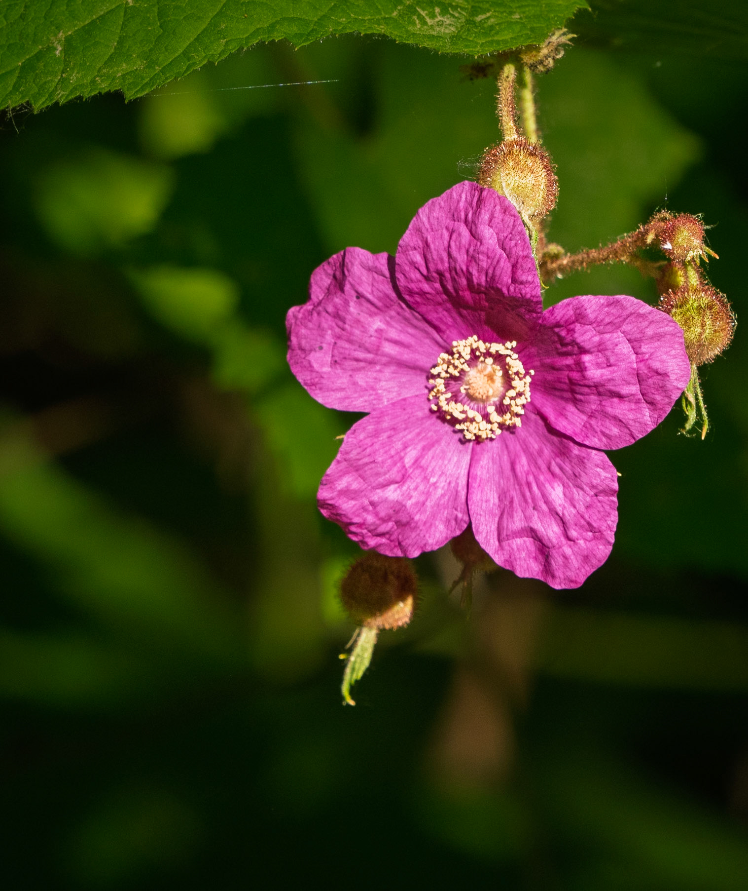 Wild Rose