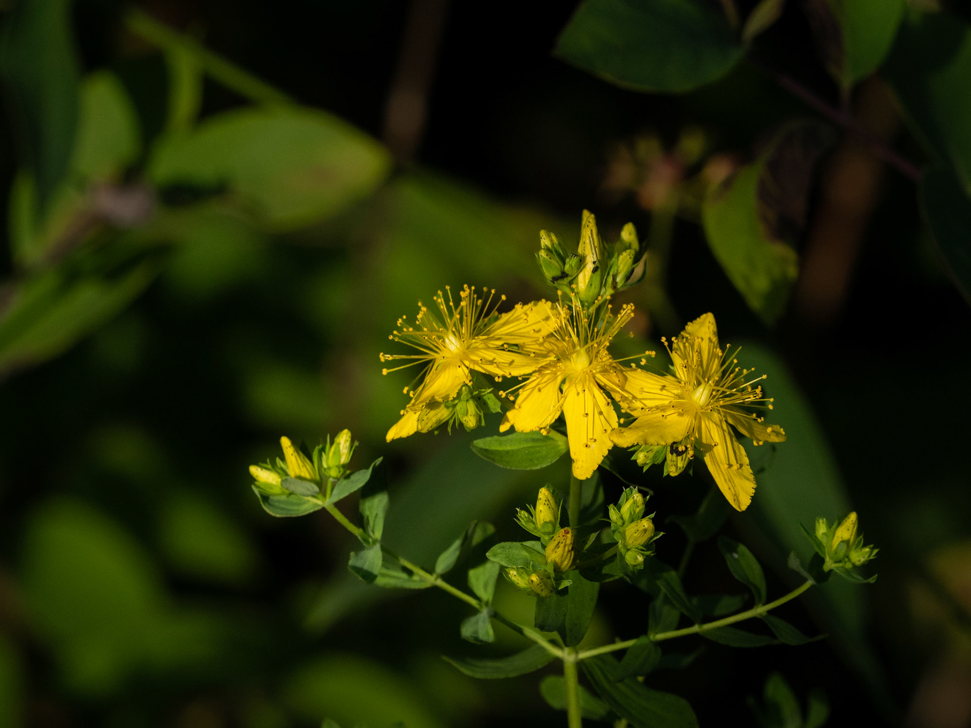 St John's wort