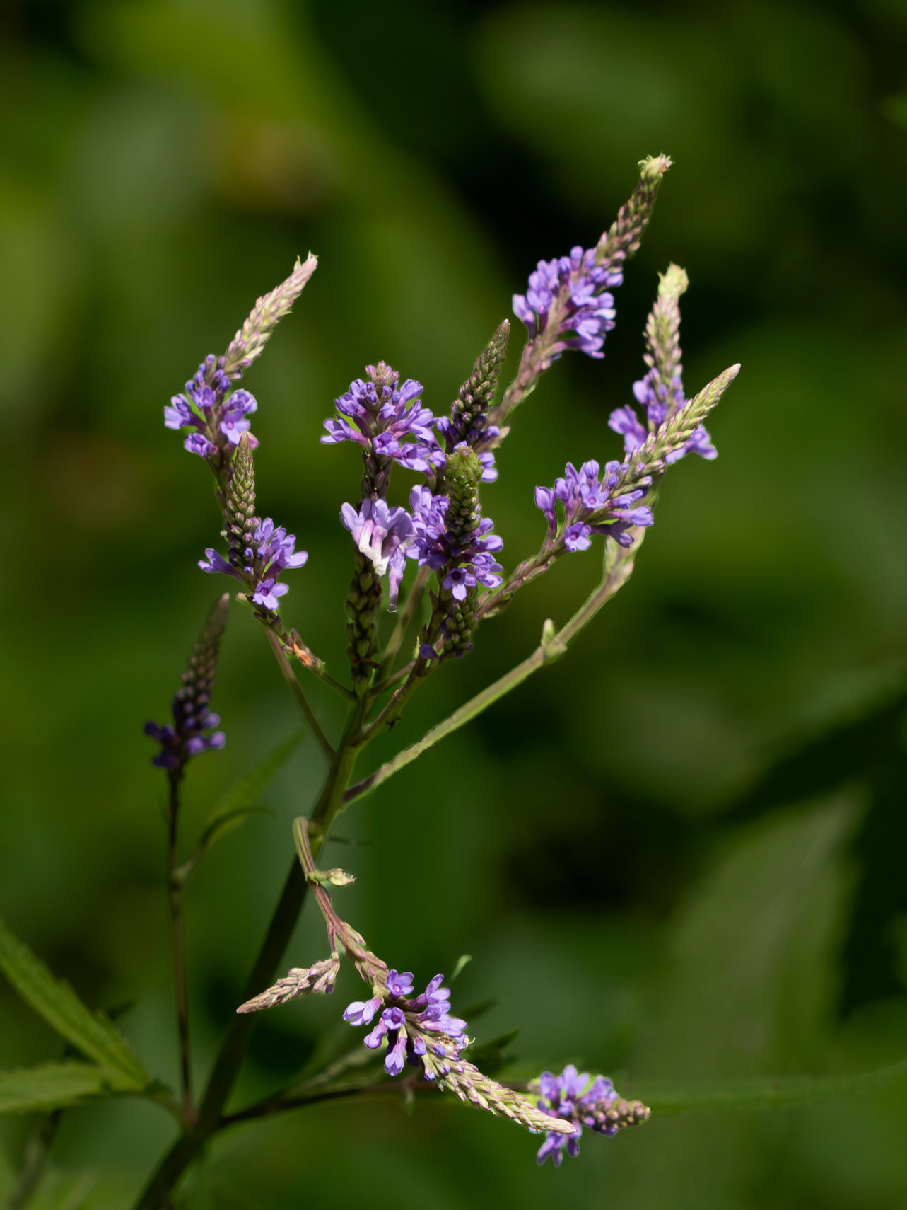 vervain