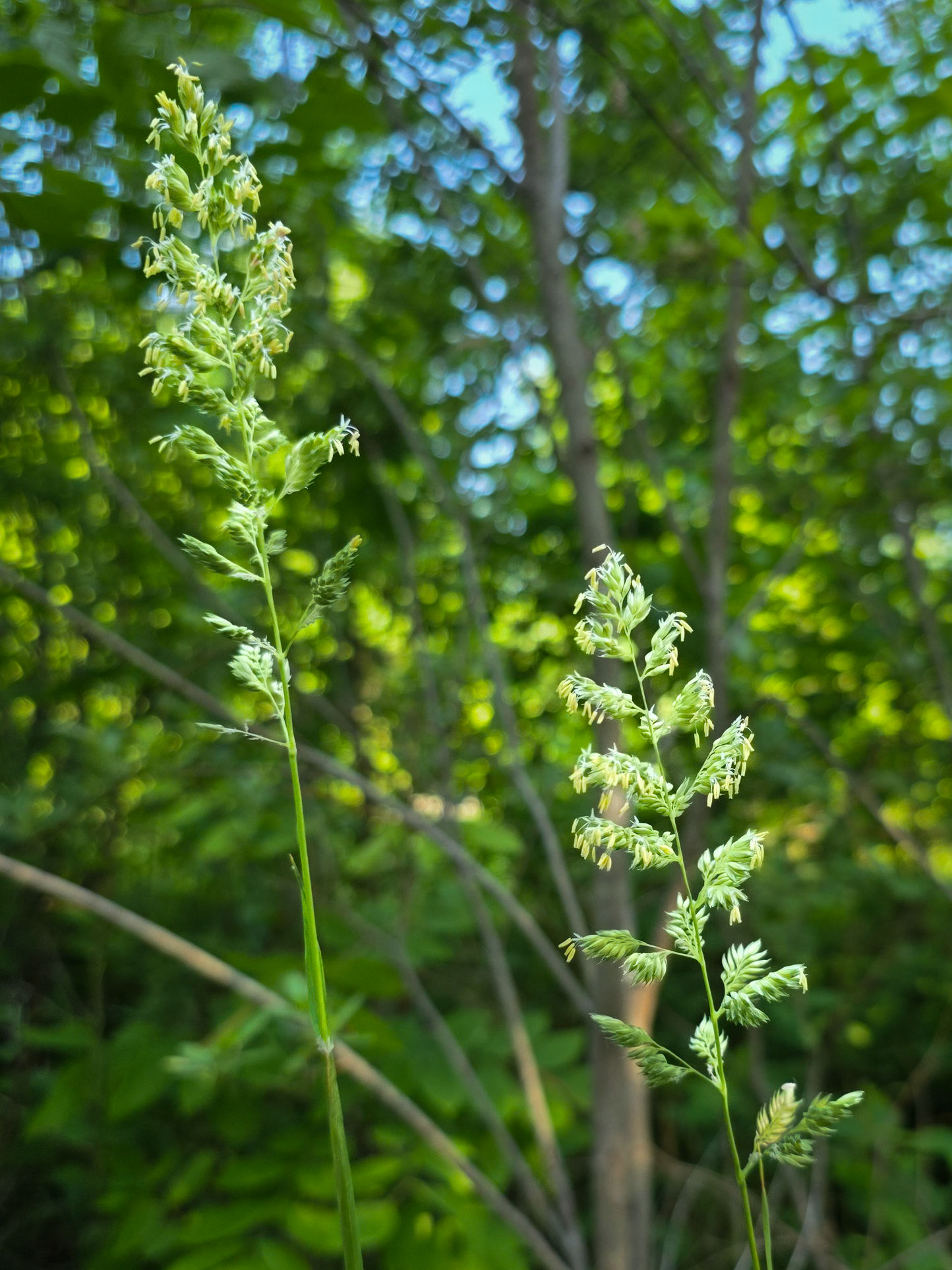 grass