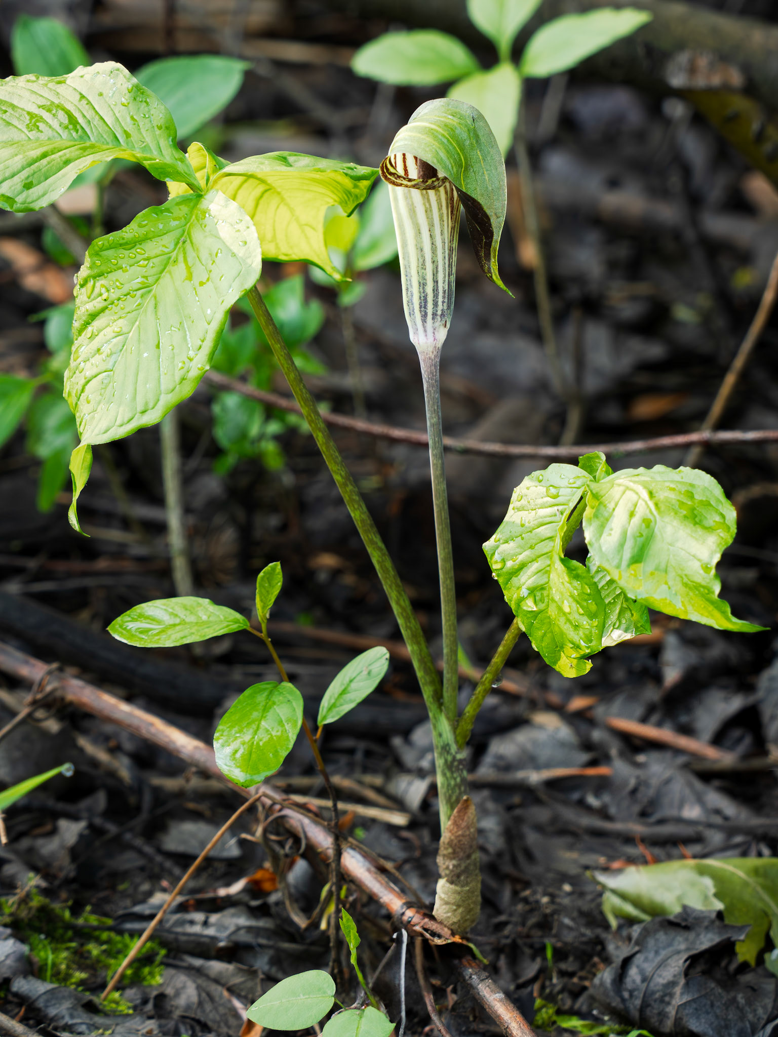 Jack-in-the-pulpit