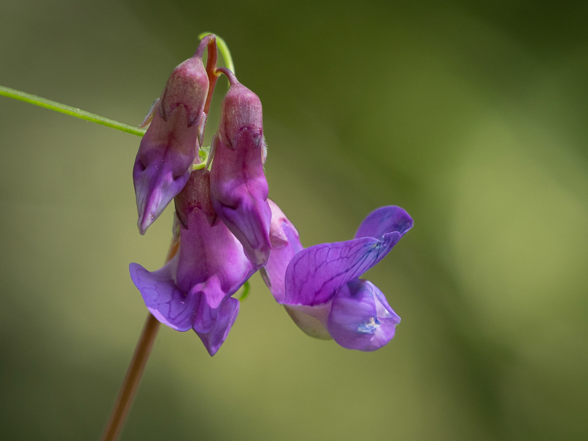 Marsh vetchling